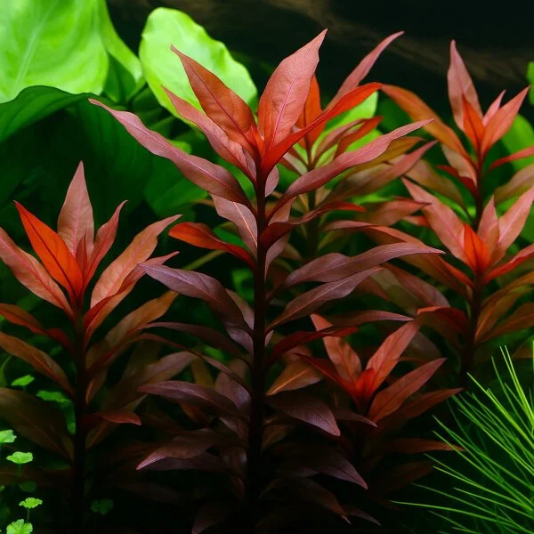 Ludwigia Glandulosa (Peruensis)