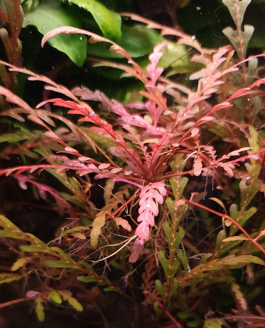 Hygrophila Pinnatifida