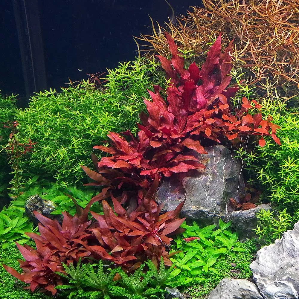Alternanthera Reineckii 'Mini'