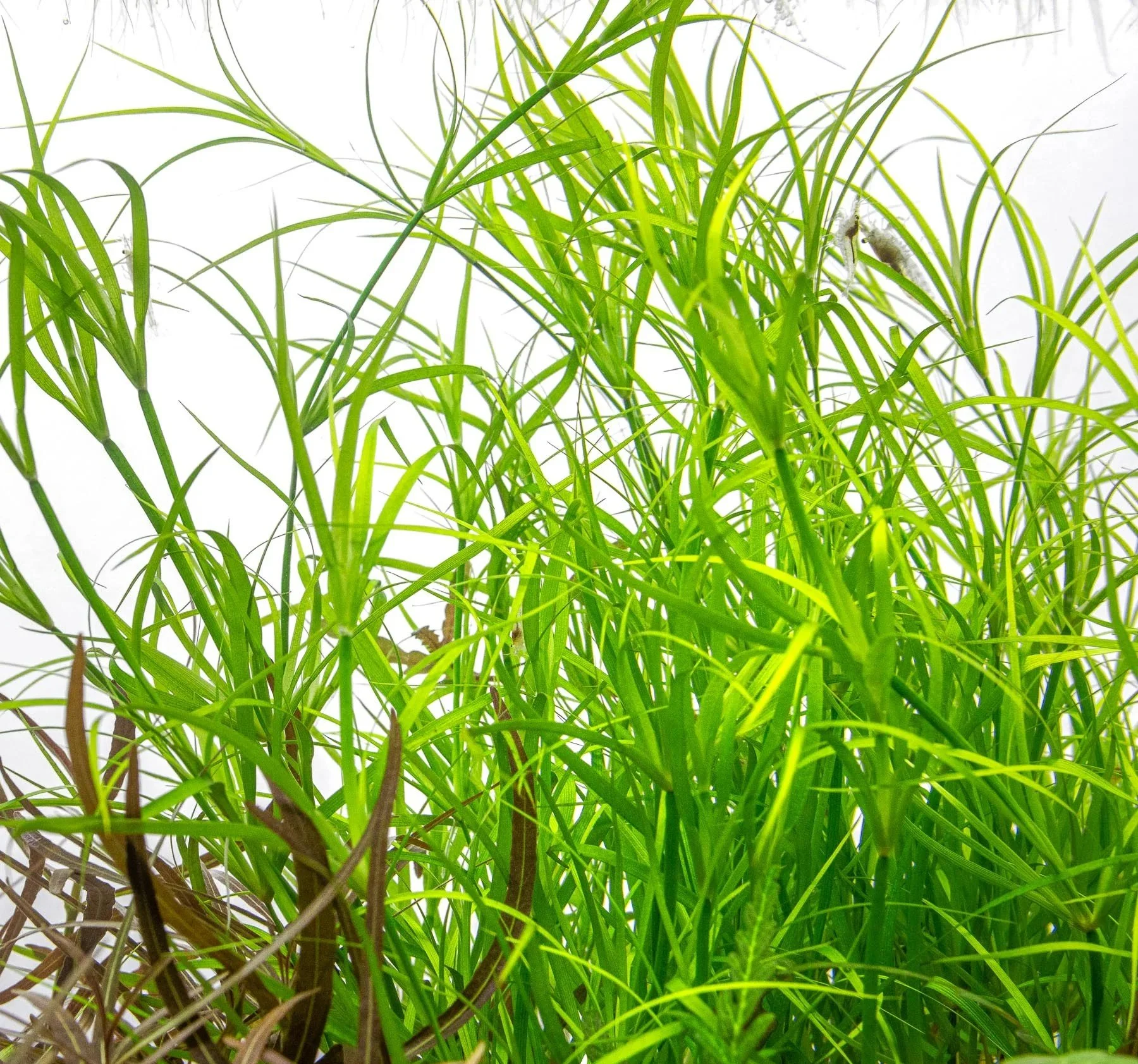 Juncus Repens