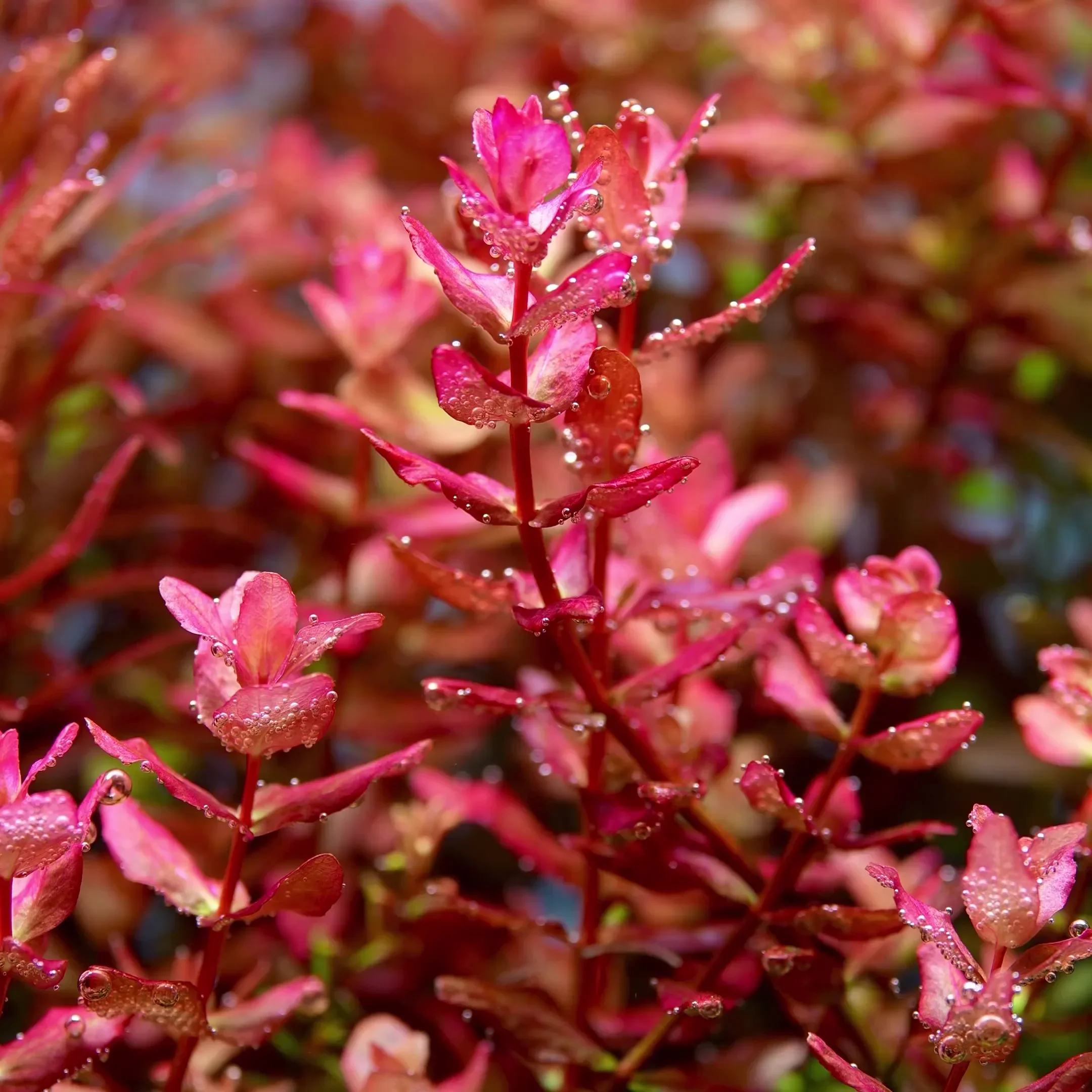 Rotala Macrandra Mini Pink