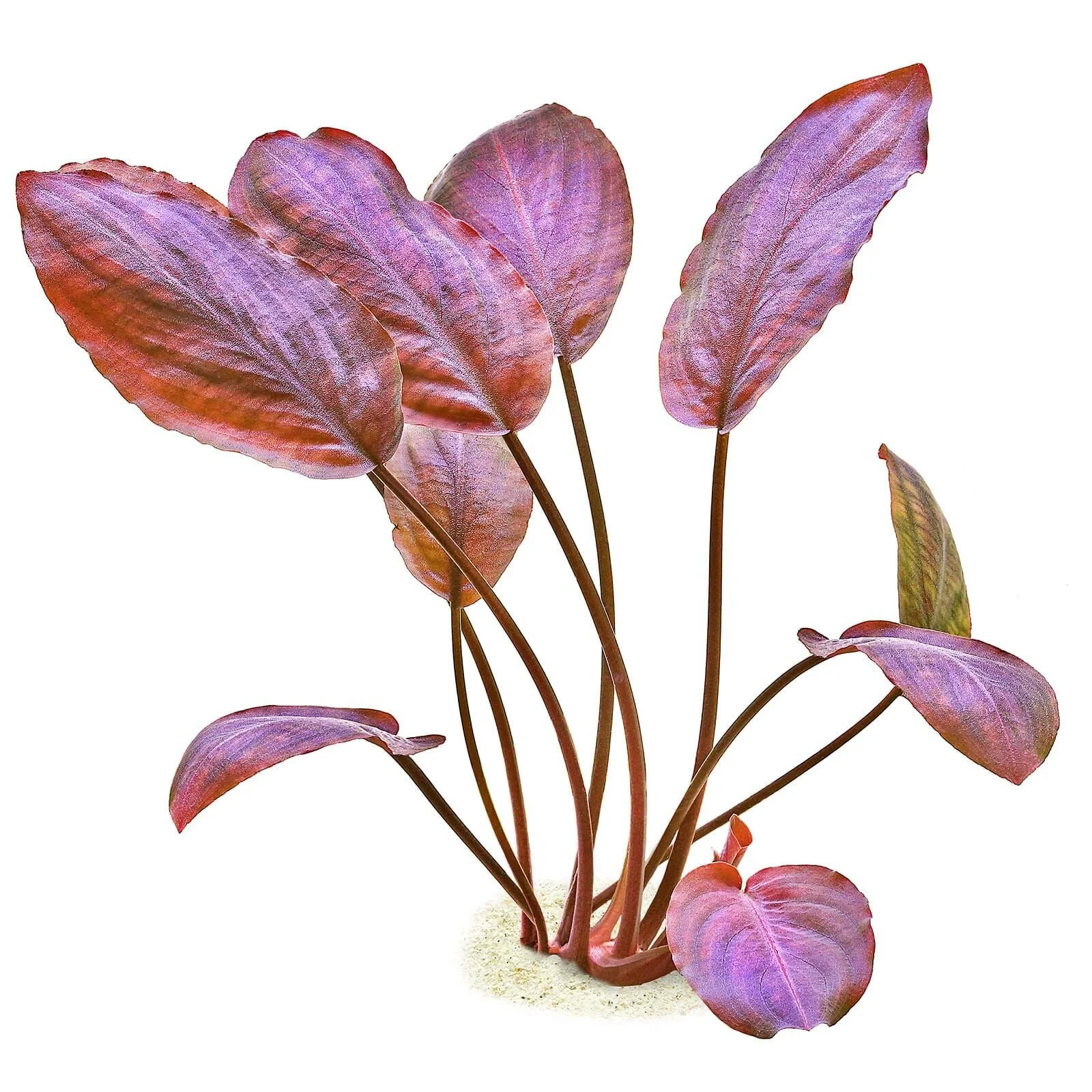 Lagenandra Meeboldii 'Red'