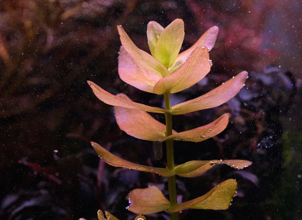 Bacopa Carolina Red