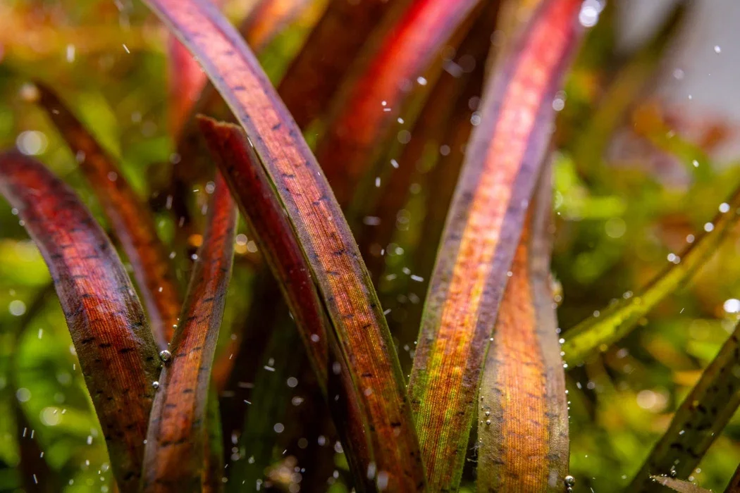 Vallisneria spiralis 'Leopard'
