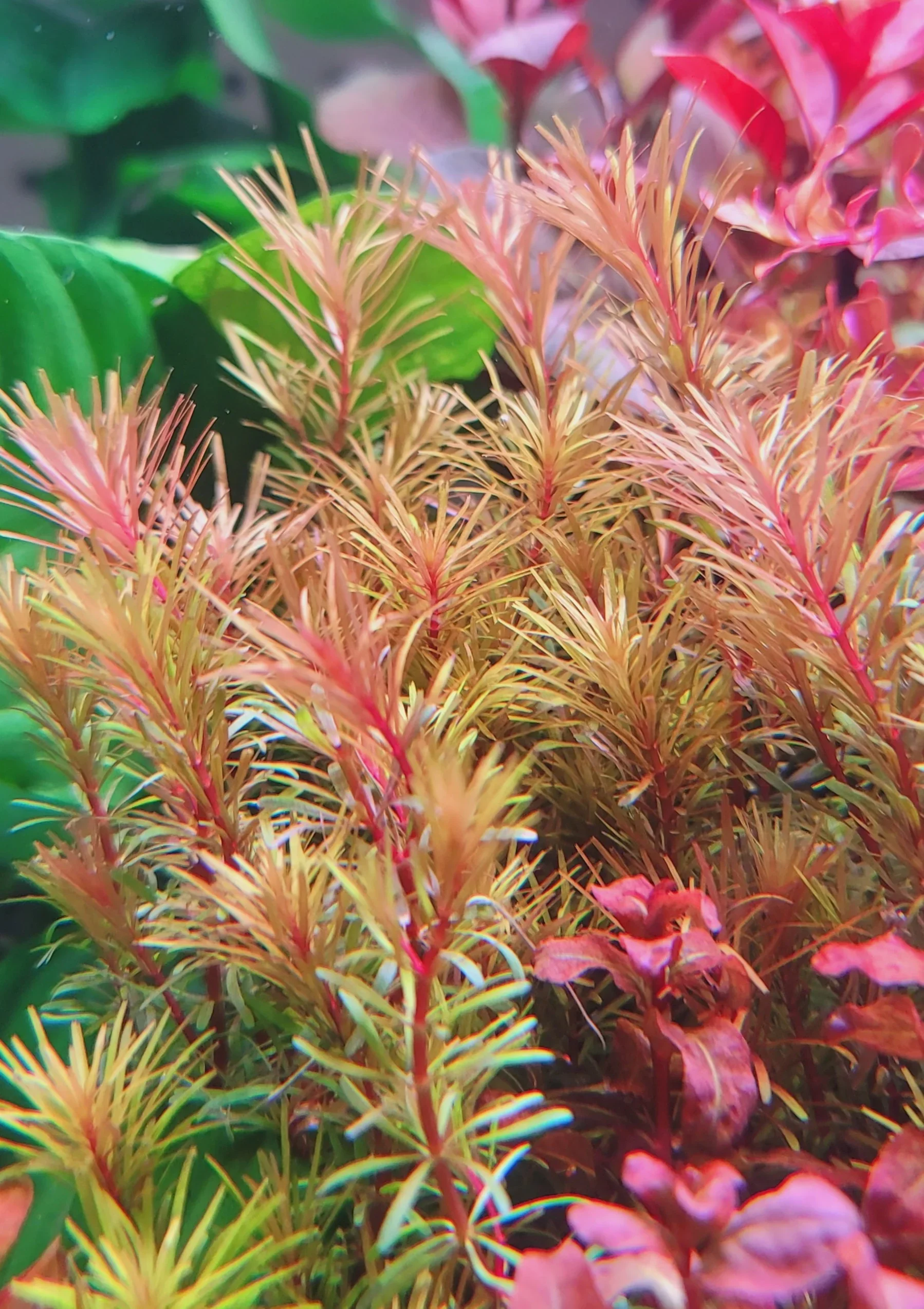 Rotala Bossii