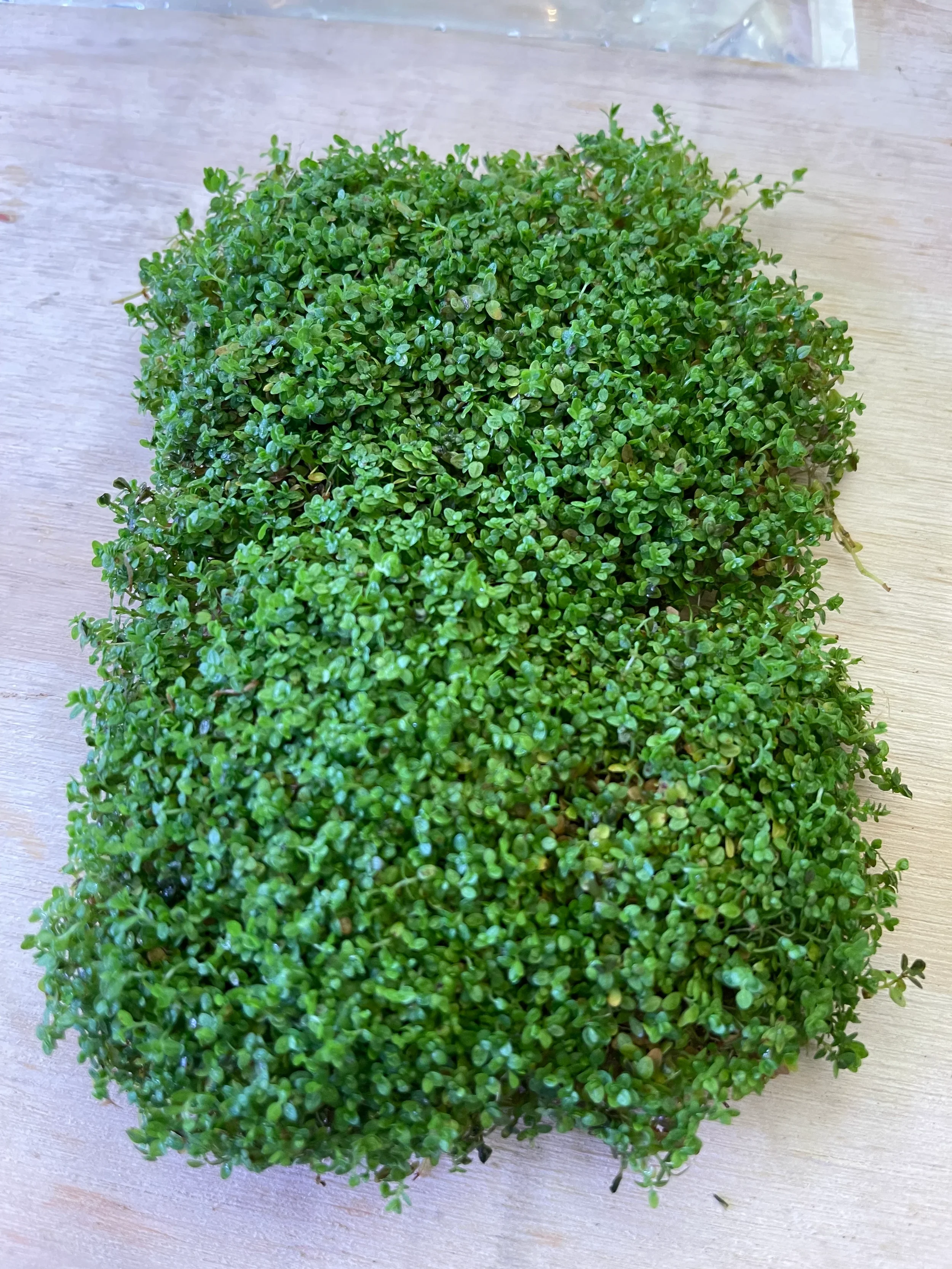 Hemianthus Callitrichoides (Dwarf Baby Tears)