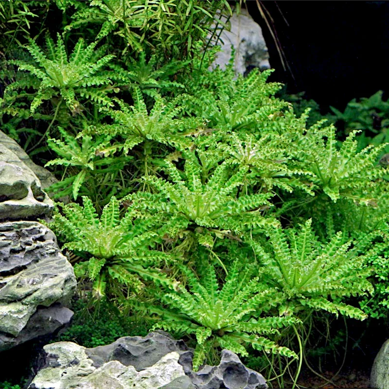 Pogostemon Helferi 'Downoi'