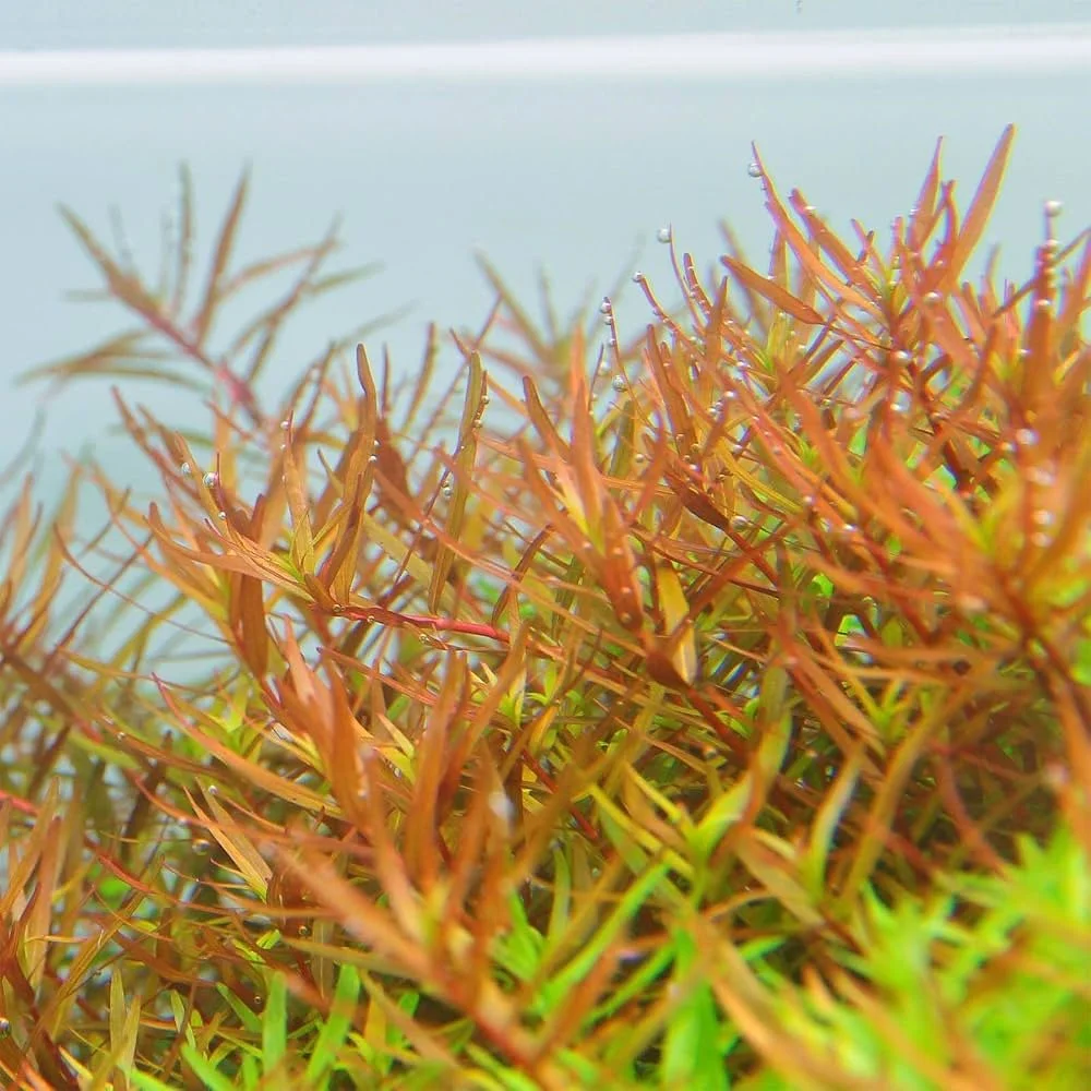 Rotala H'Ra