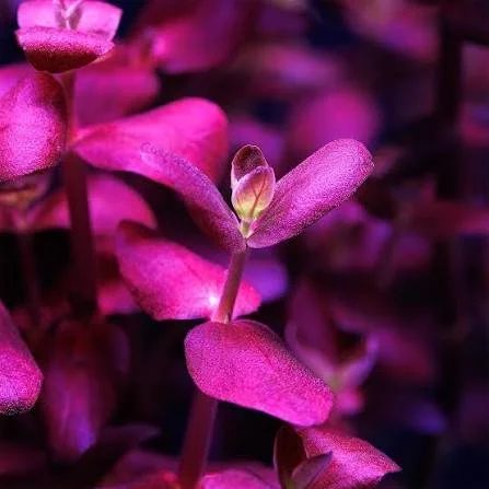 Bacopa Salzmannii Purple