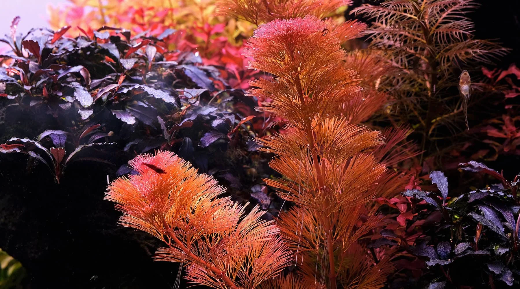 Cabomba Piauhyensis Red