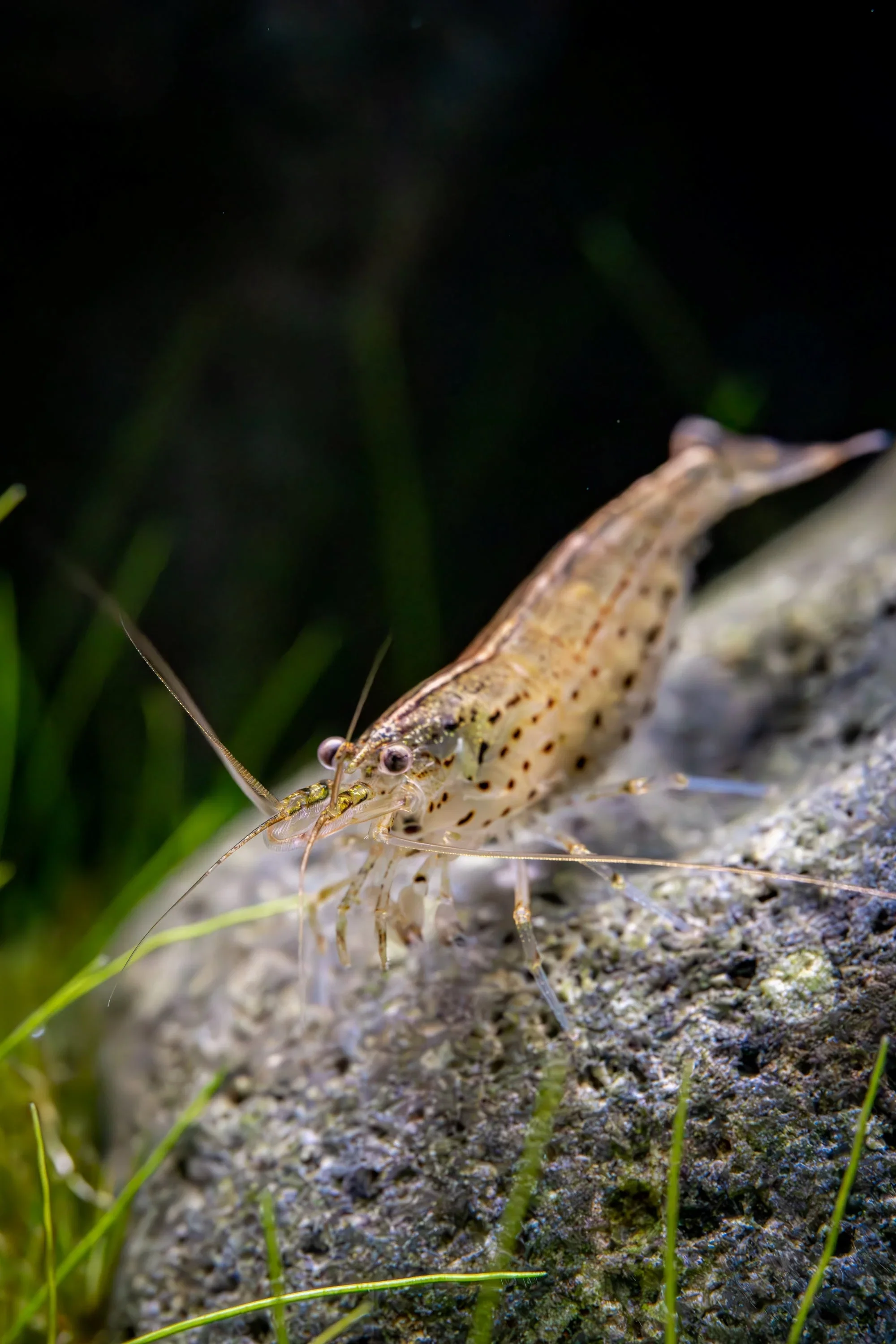 Tank Cleaning Services