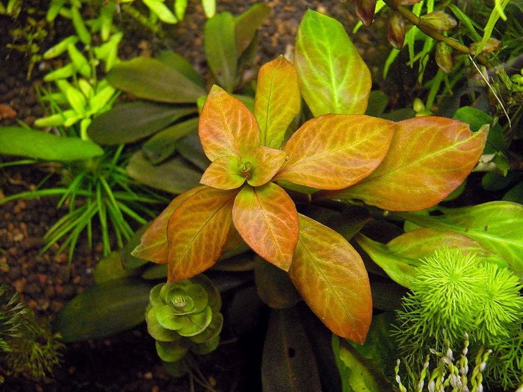 Ludwigia Atlantis