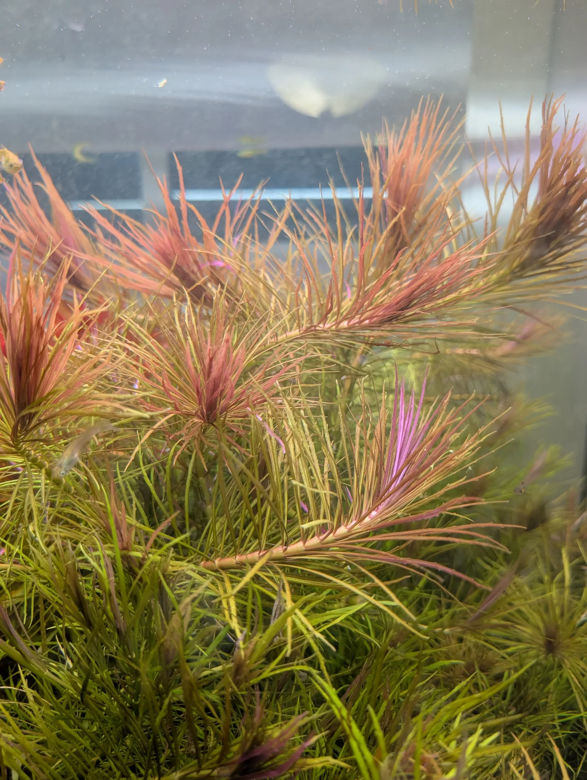 Pogostemon Stellatus