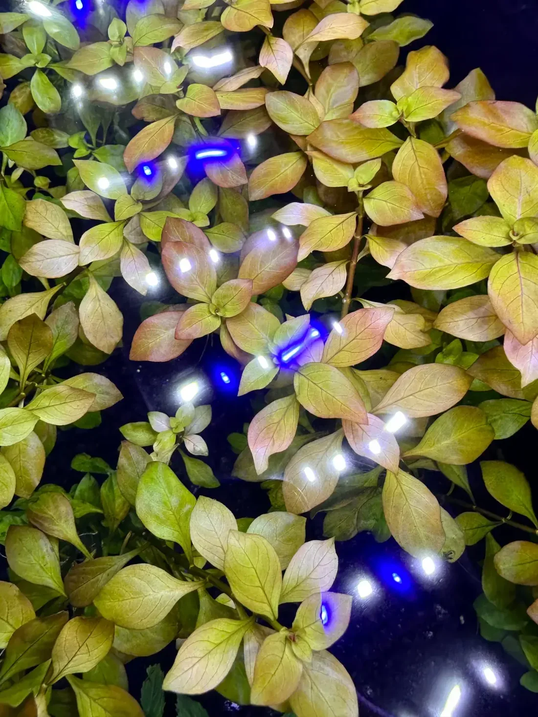 Ludwigia Repens