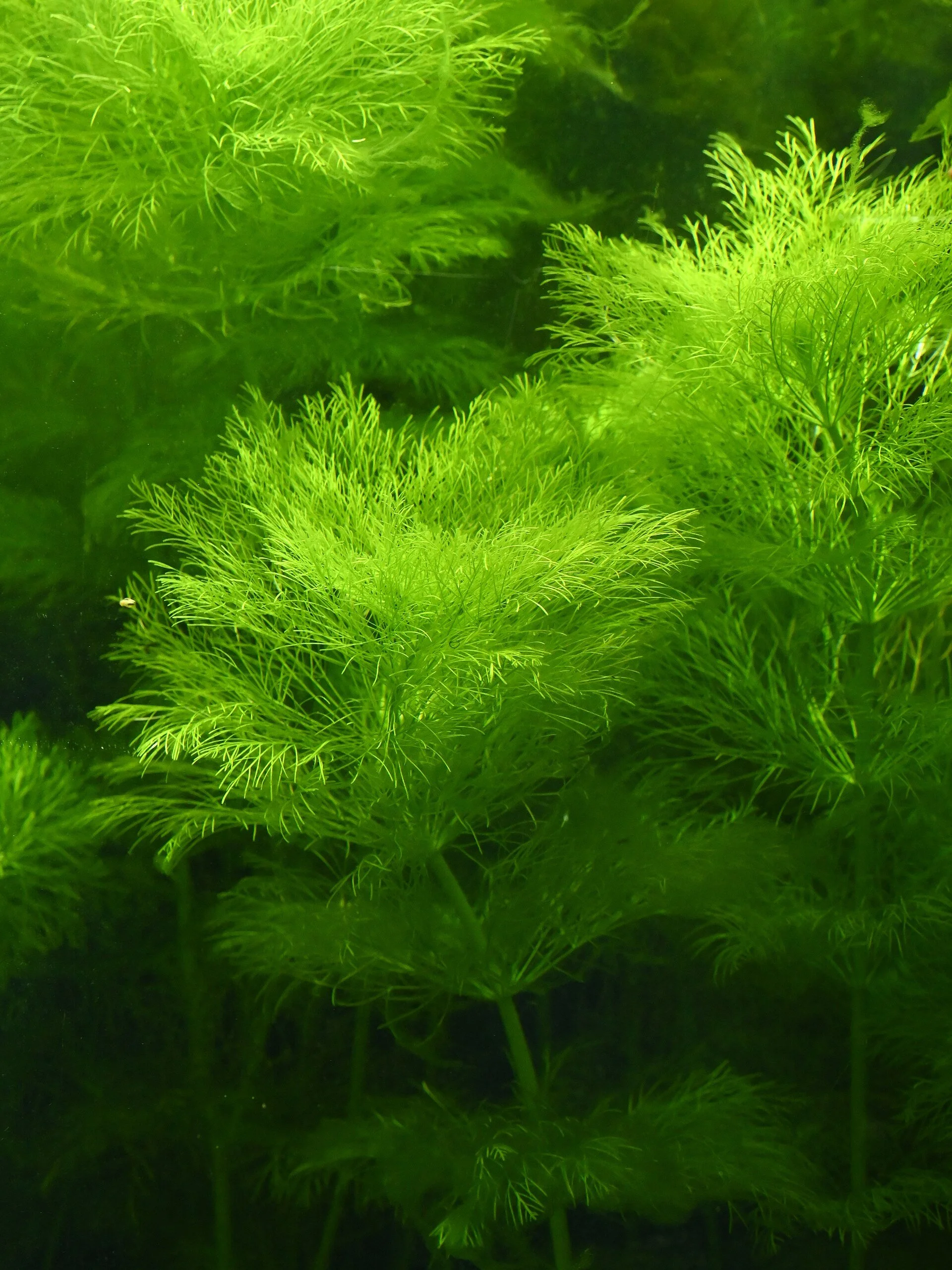 Myriophyllum Tetrandrum