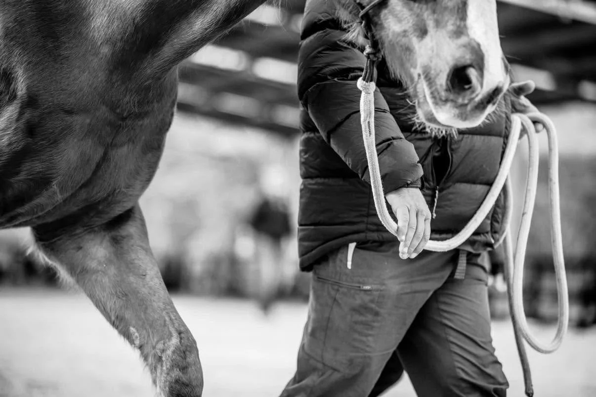 A person in a padded jacket leading a horse on a rope in an outdoor setting. The horse's head is close to the camera, and the person is partially visible, holding the rope.