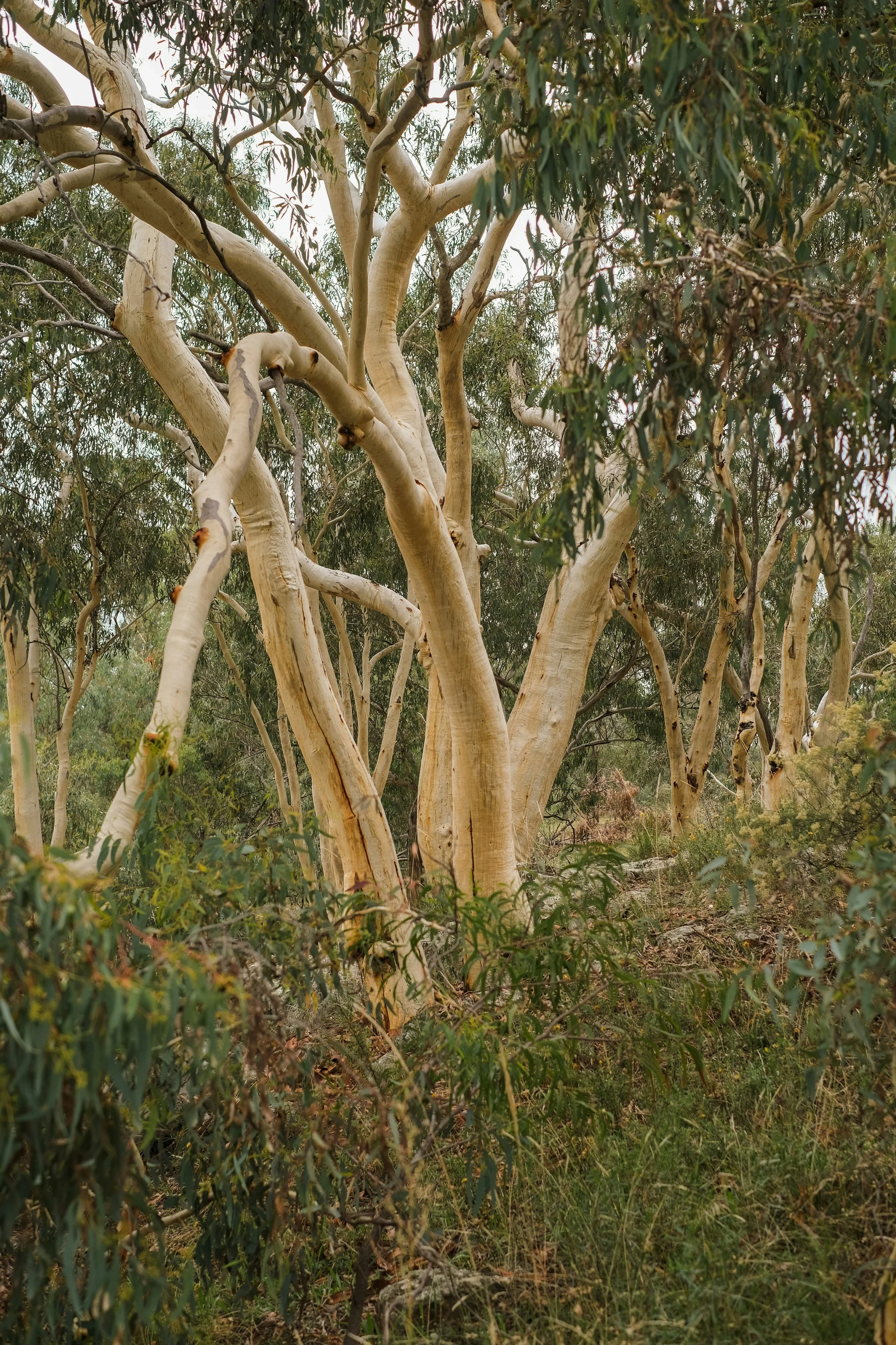 A cluster of tall, pale-barked trees with green foliage and a low grassy forest floor.