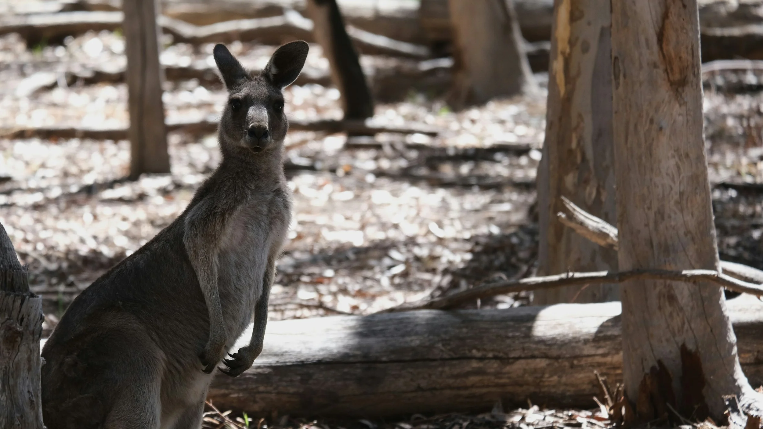 A kangaroo sitting on the ground in a wooded area with trees and fallen leaves.