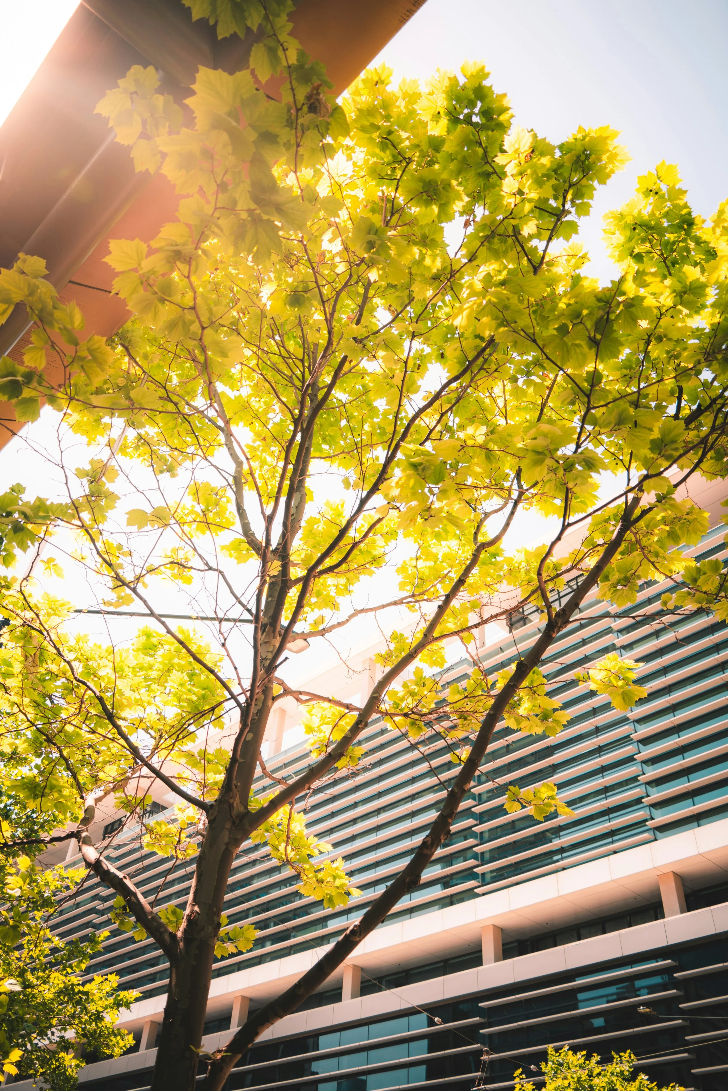 Tree with green leaves in front of a modern building with curved balconies and glass windows.
