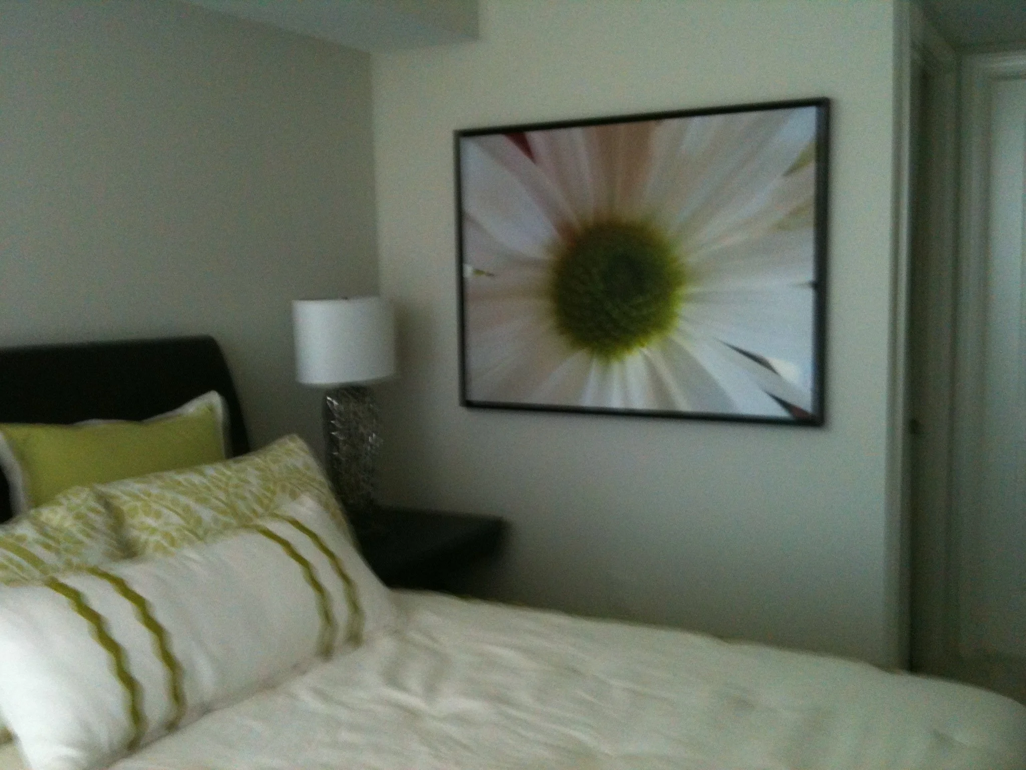 Daisy Photograph