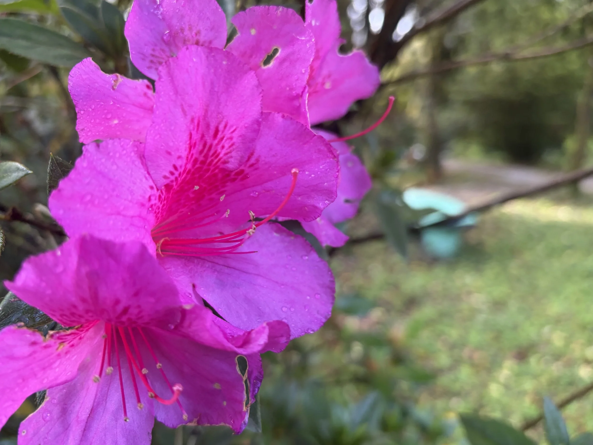 IMG_6680.jpeg