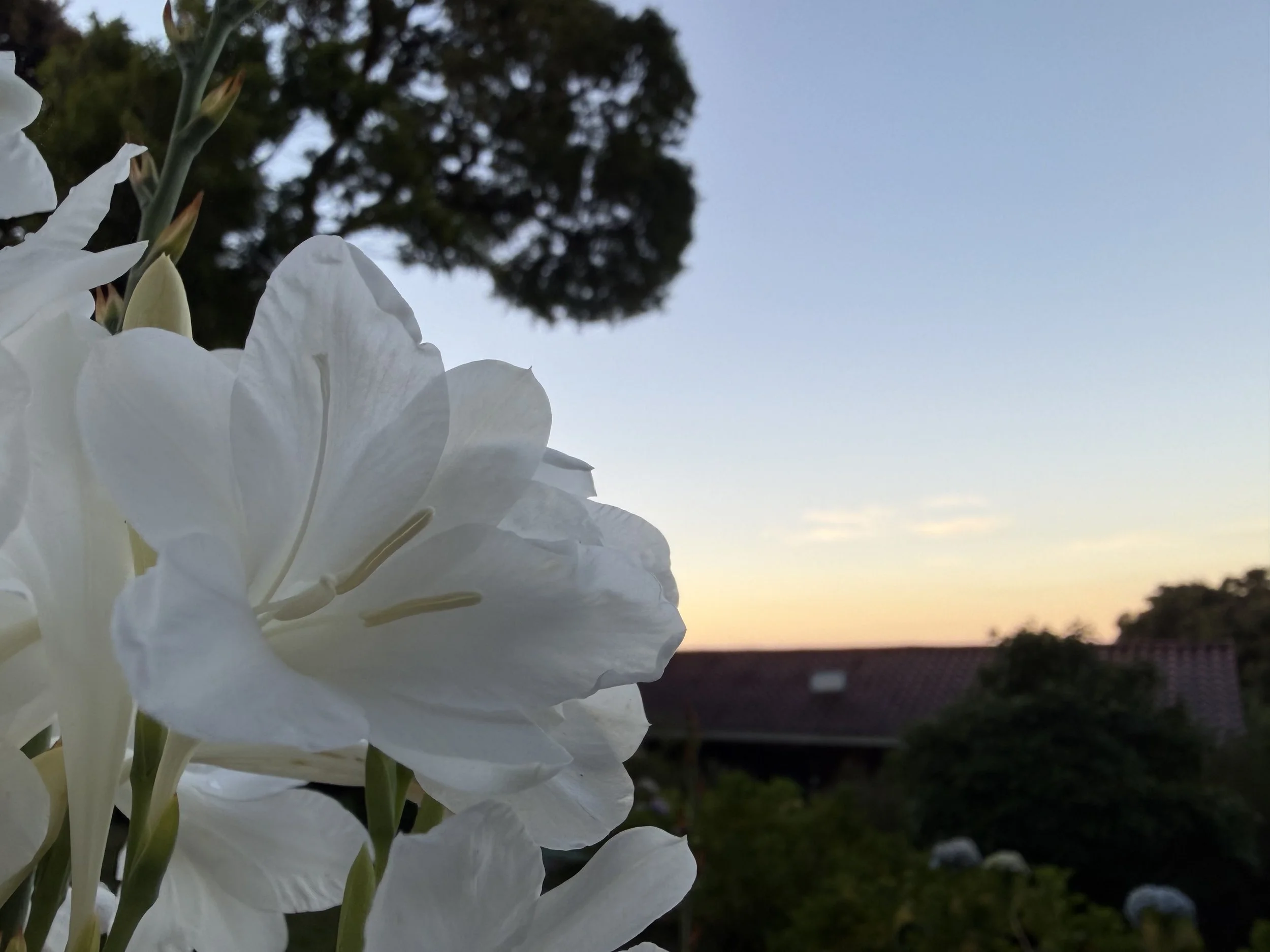IMG_6766.jpeg