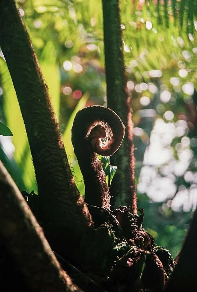 A young fern frond curled in a spiral, emerging from beneath tree roots with bright sunlight filtering through surrounding leaves.