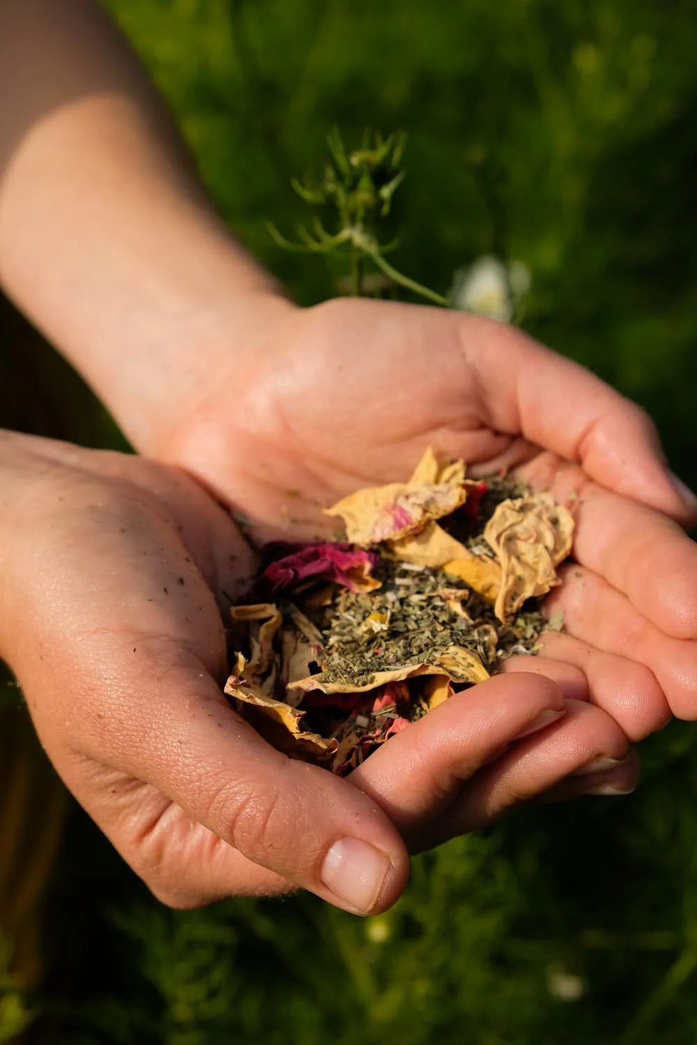 Abbey-Joy-Healing-Tulsi-Rose-Tea-3.jpg