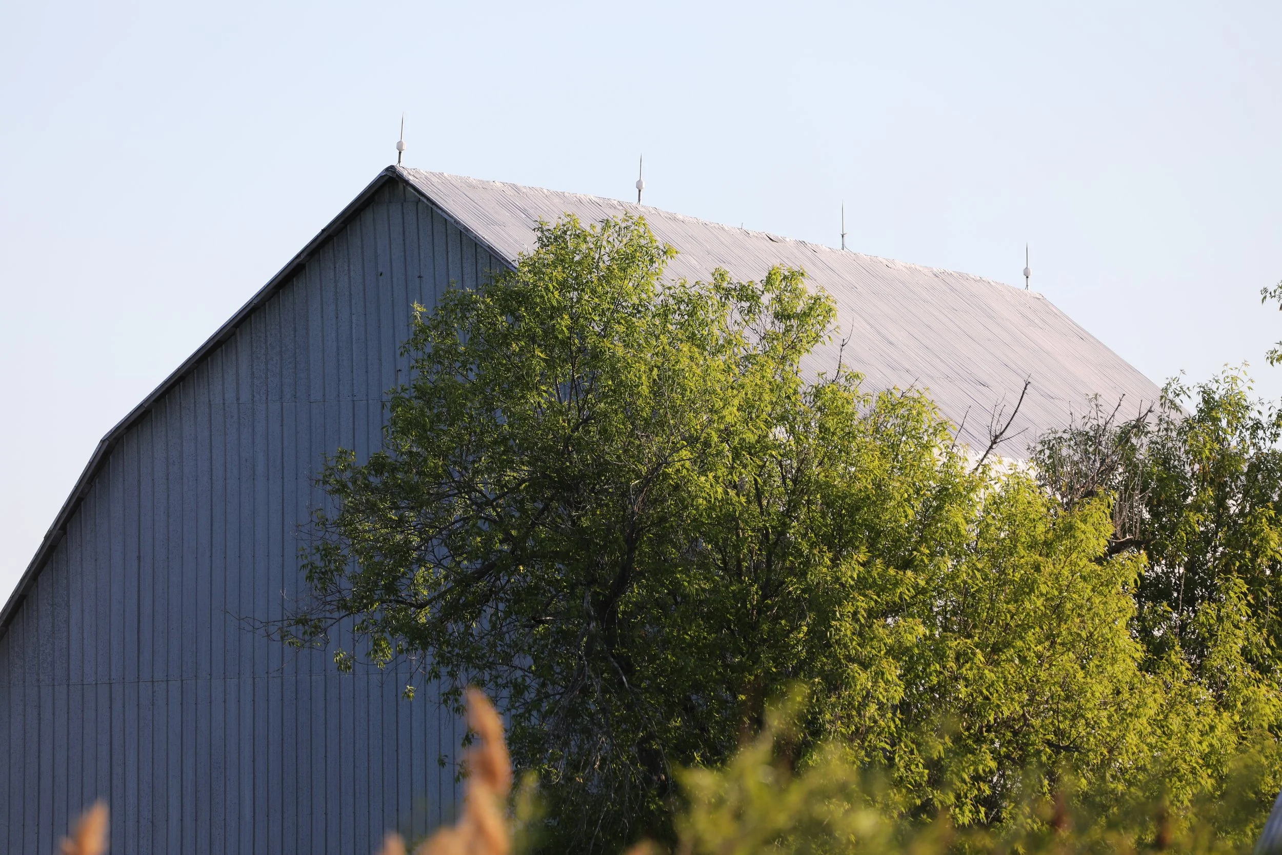 The image shows a barn with a metal roof and wooden exterior, partially obscured by green trees in the foreground, with a clear sky in the background.