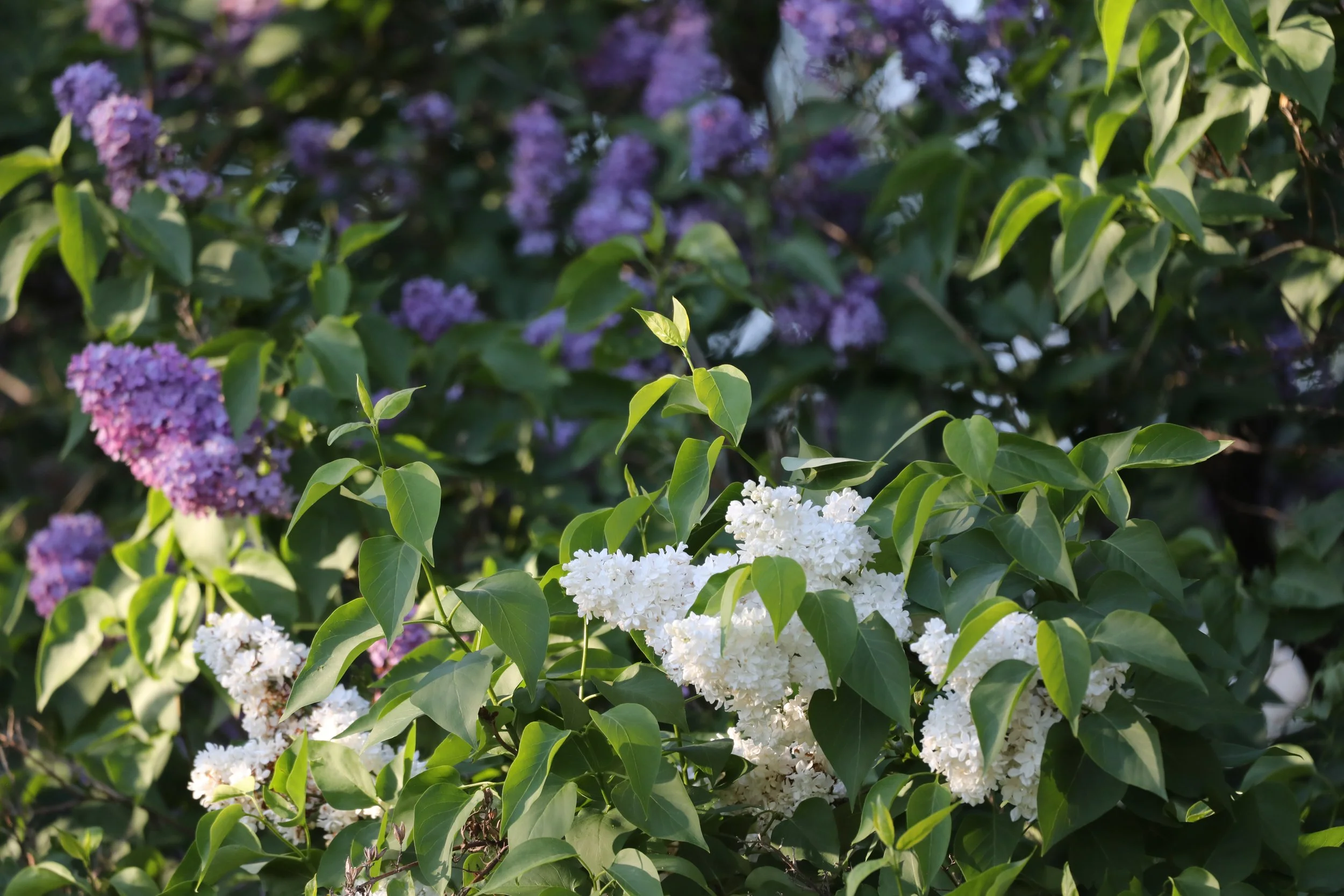 Close-up of a flowering bush with purple and white blooms and green leaves.
