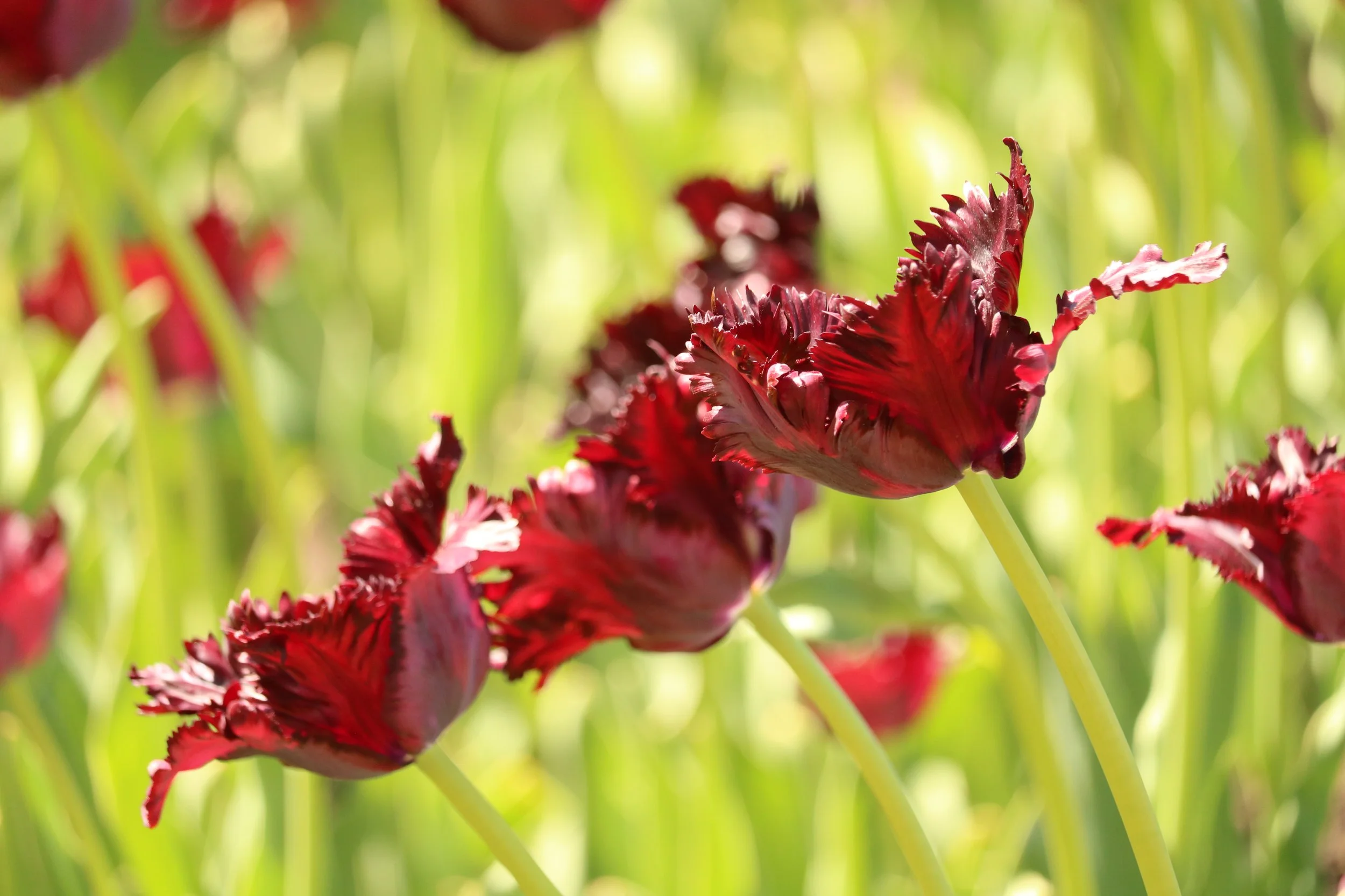 Close-up of dark red, ruffled tulip flowers in a green garden on a bright day.
