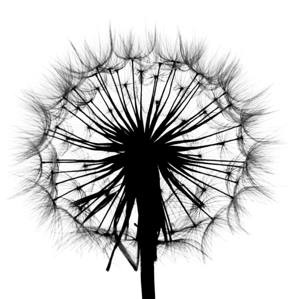 Photograph of dandelion seeds.