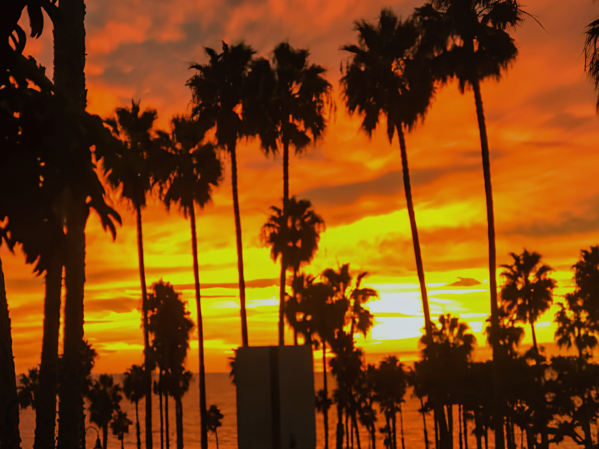 A sunset with orange and yellow hues behind silhouettes of tall palm trees and other vegetation.