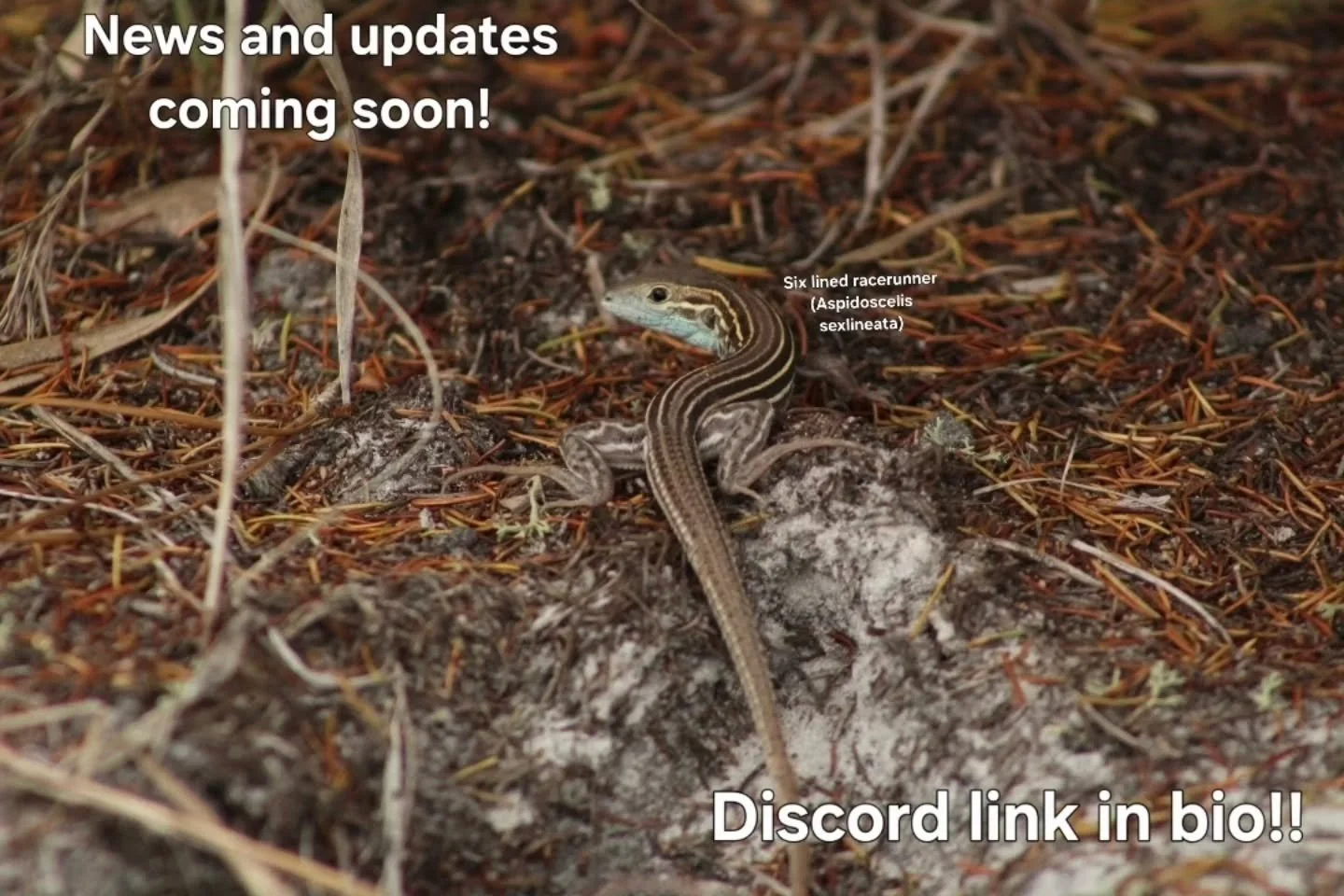 News and updates coming soon! 

Join our discord for updates and news and to connect with fellow naturalists!
