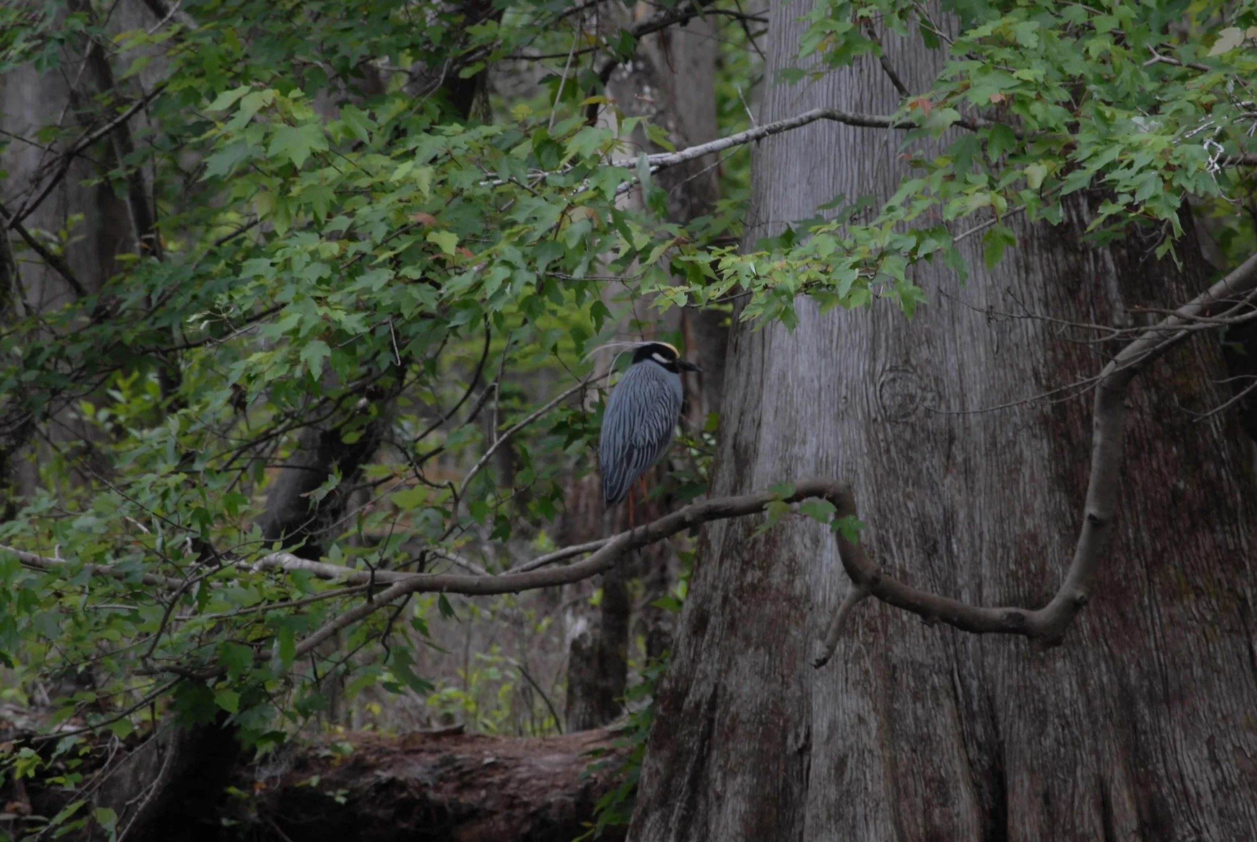 DSC_0028.jpg