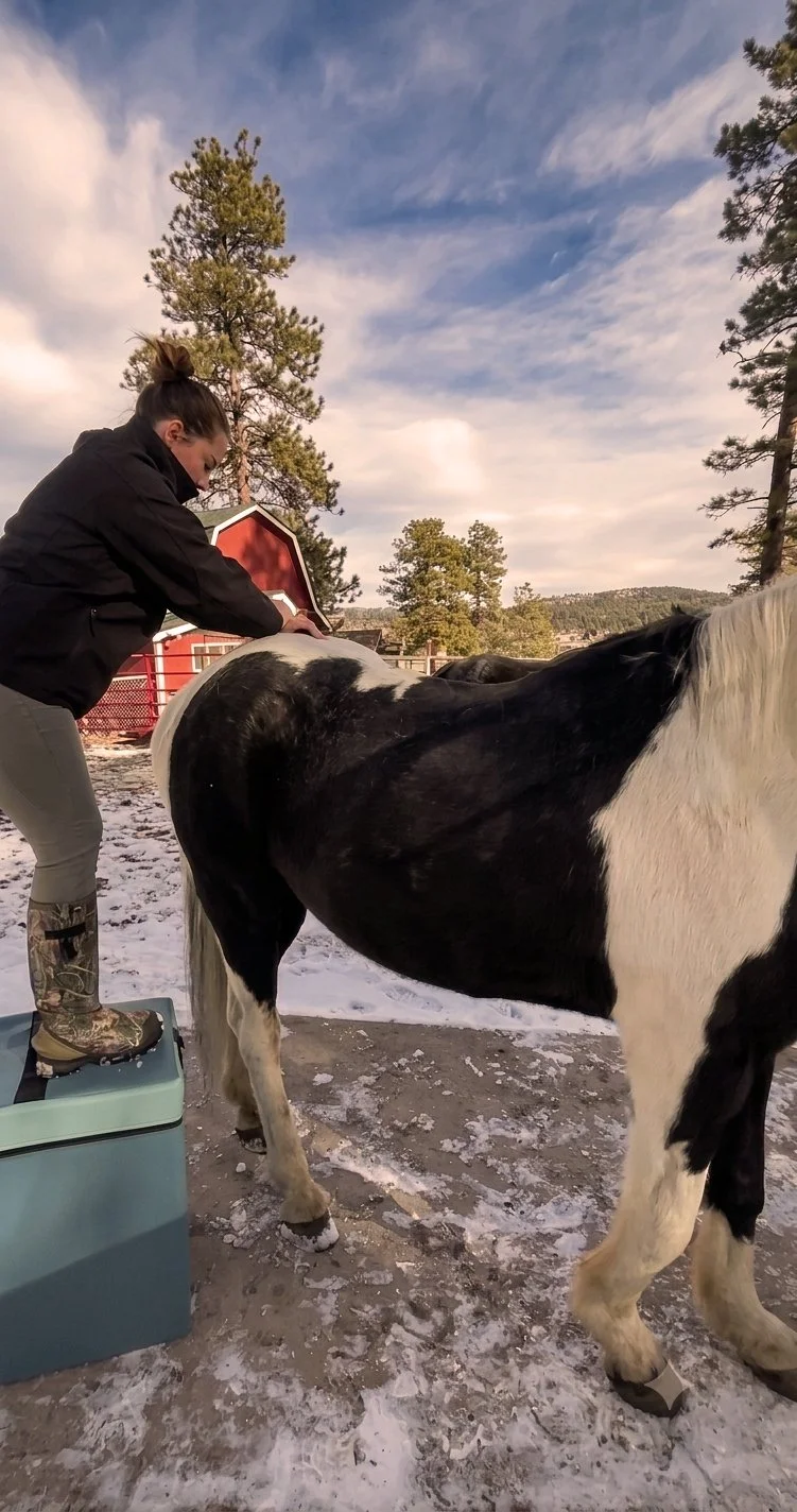 Dr. Emma adjusts a horses spine near Denver, CO