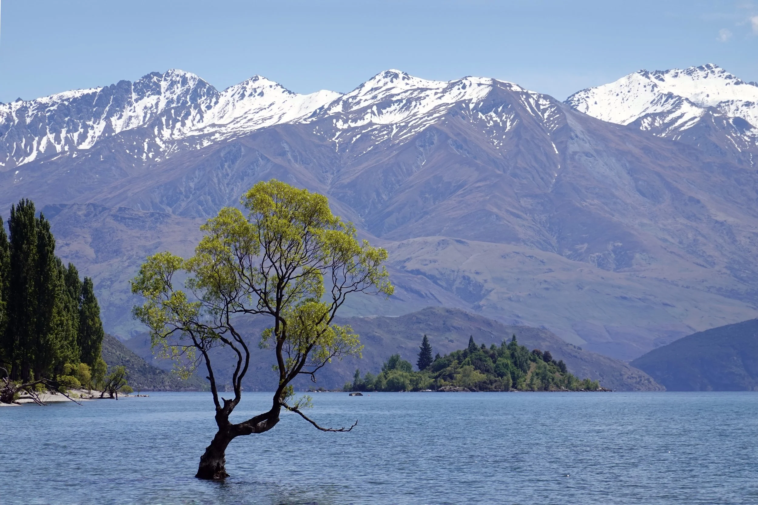 A lake with a tree growing in the water, snowy mountains in the background, and greenery along the shoreline.