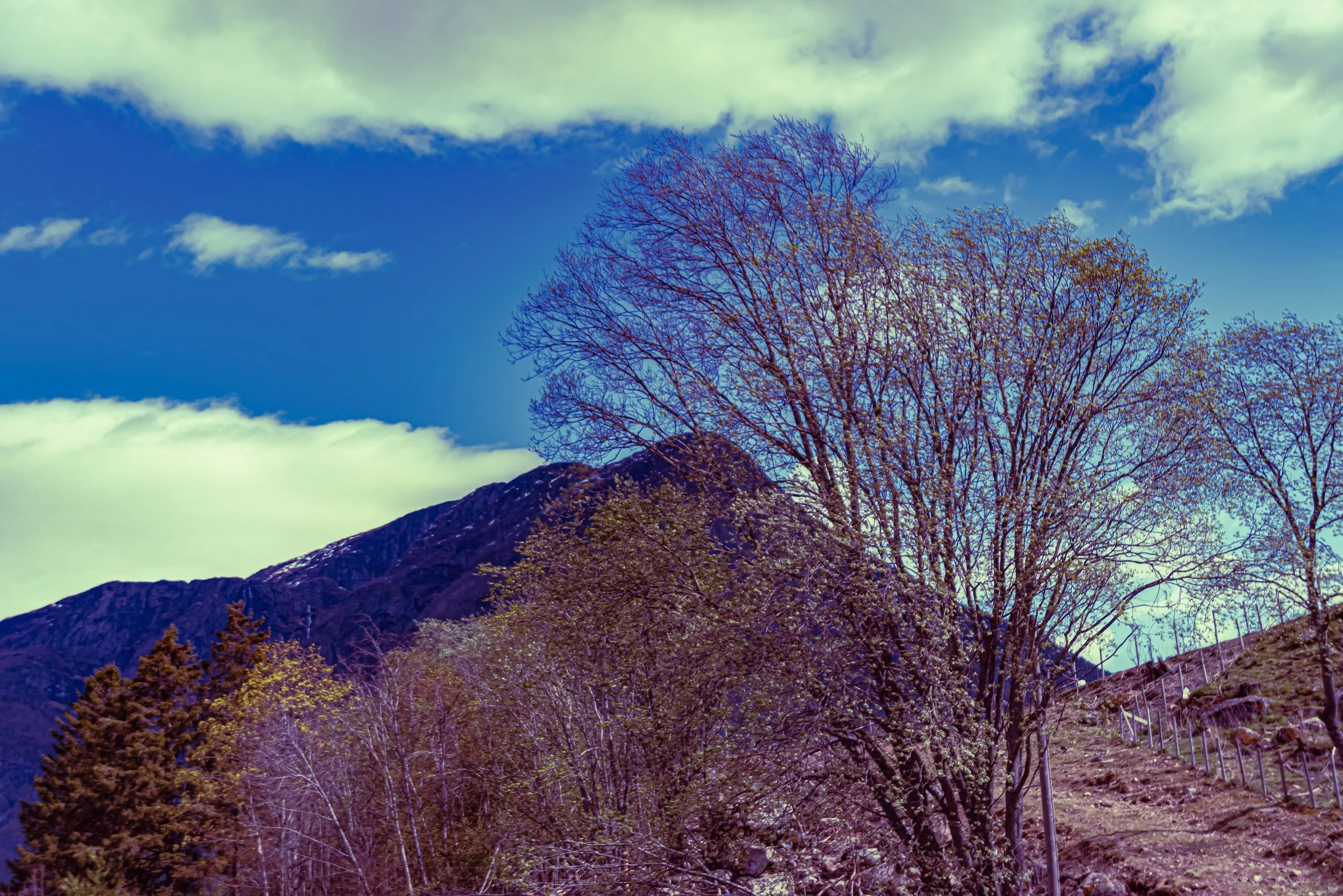 Scenic landscape featuring leafless trees in the foreground, mountains in the background, and a partly cloudy blue sky above.