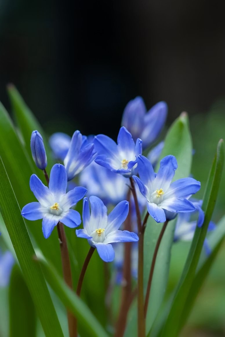 Close-up of blue and white flowers with green leaves in the background.