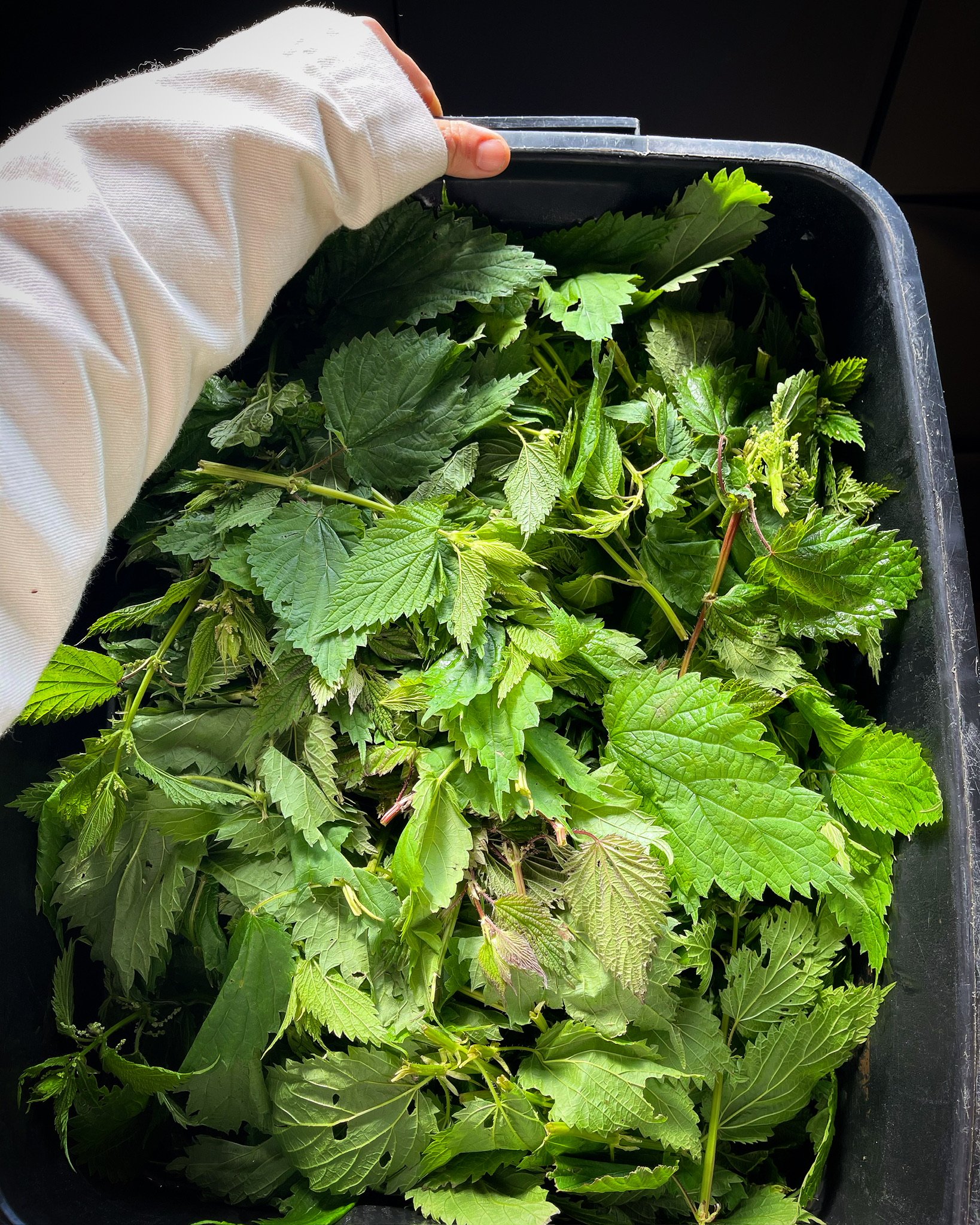 LovelysFiftyFifty_Produce_24.JPG