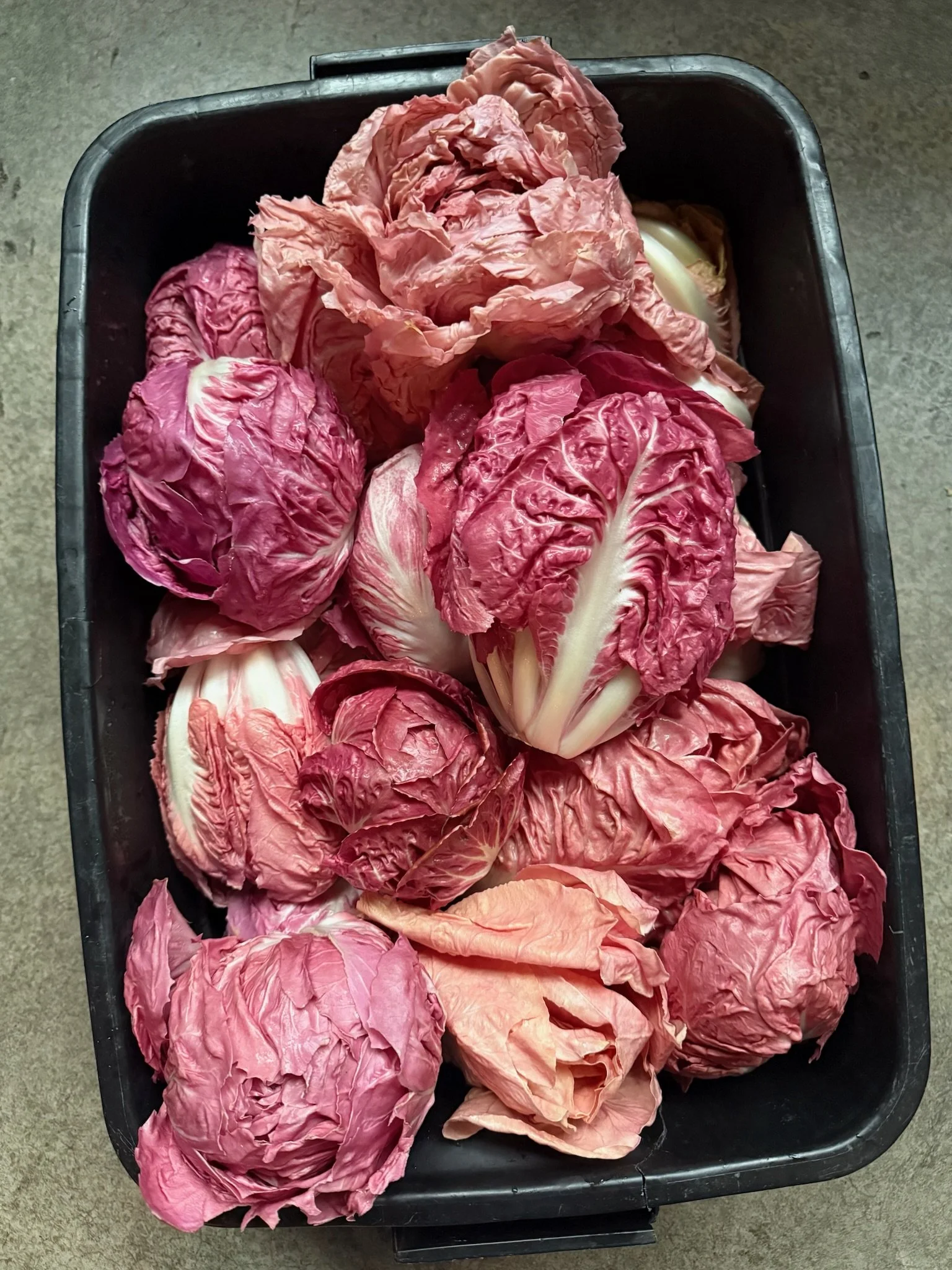 LovelysFiftyFifty_Produce_24.JPG