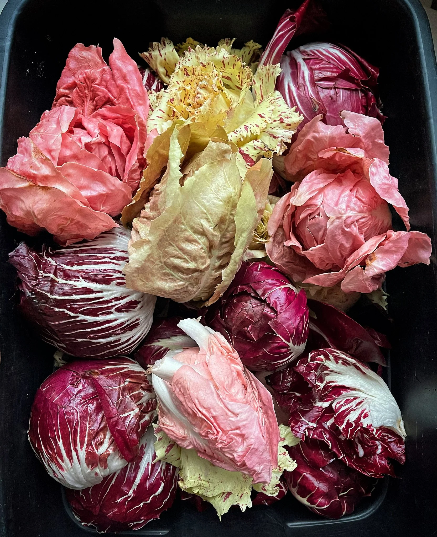 LovelysFiftyFifty_Produce_5.JPG