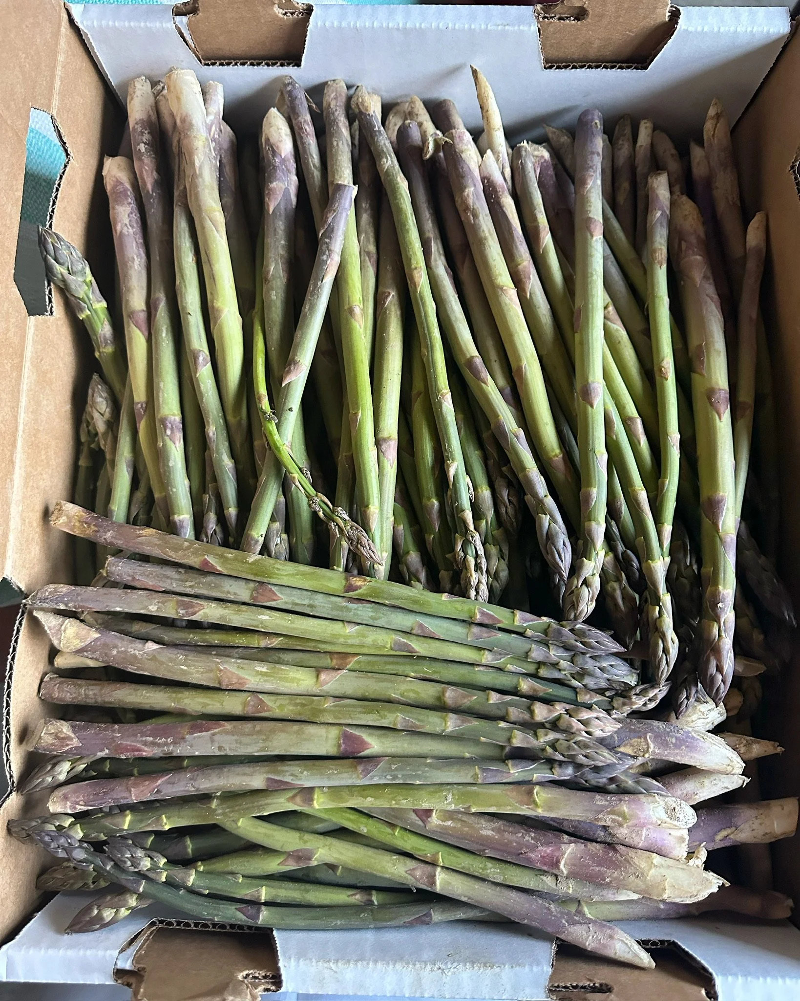 LovelysFiftyFifty_Produce_25.JPG
