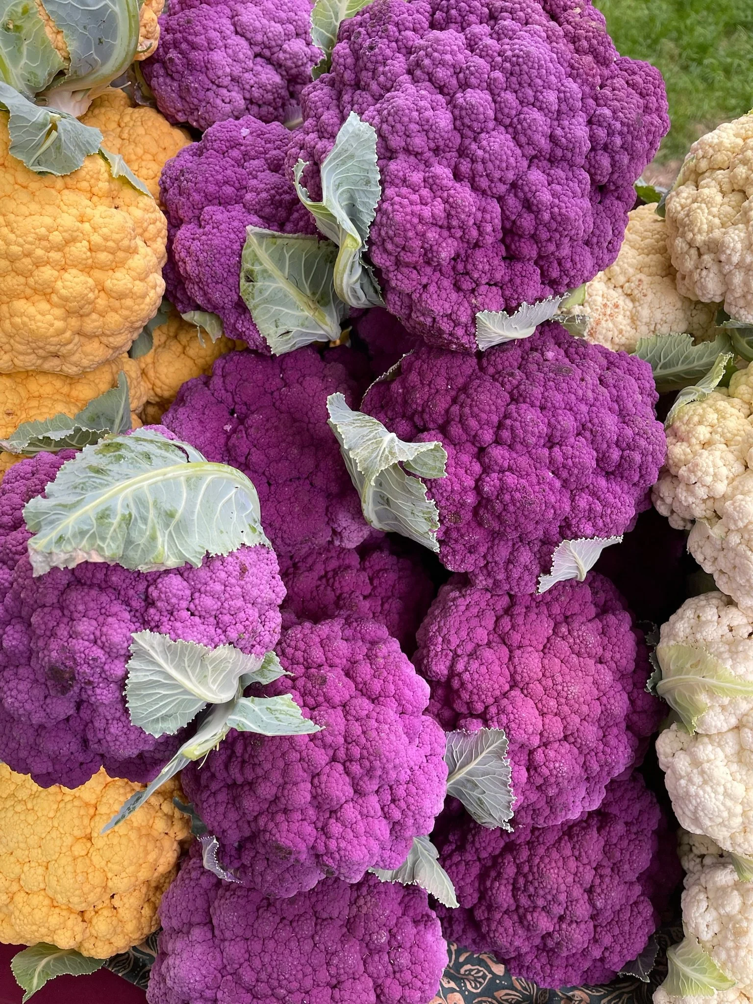 LovelysFiftyFifty_Produce_14.JPG