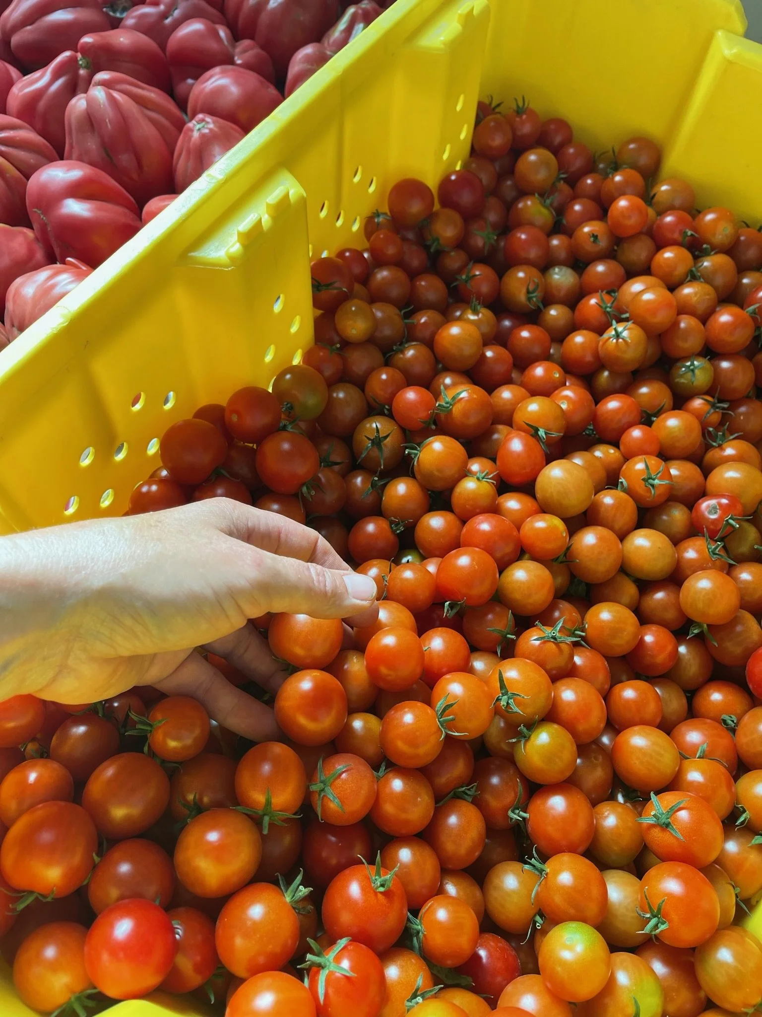 LovelysFiftyFifty_Produce_30.JPG