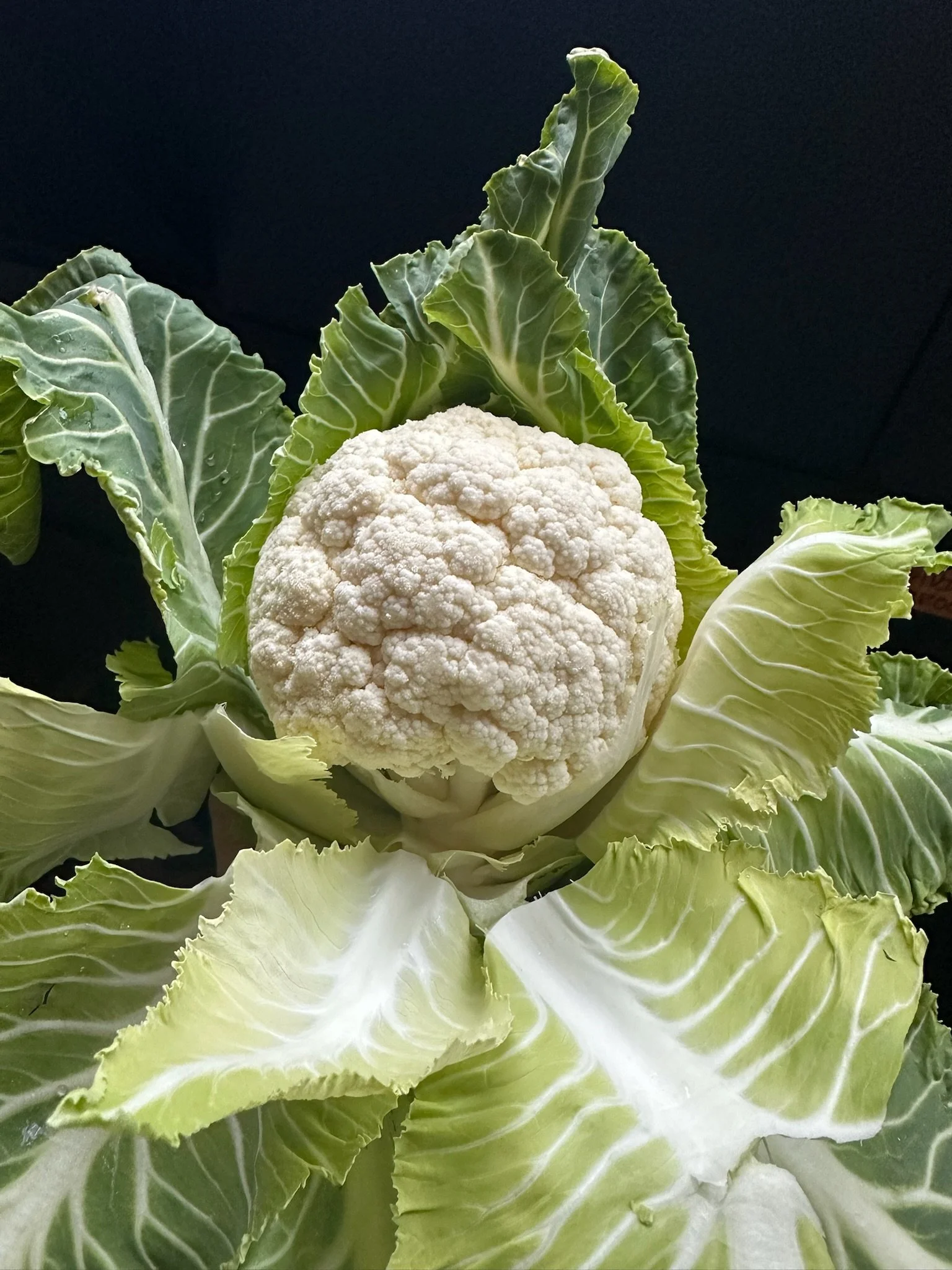 LovelysFiftyFifty_Produce_29.JPG