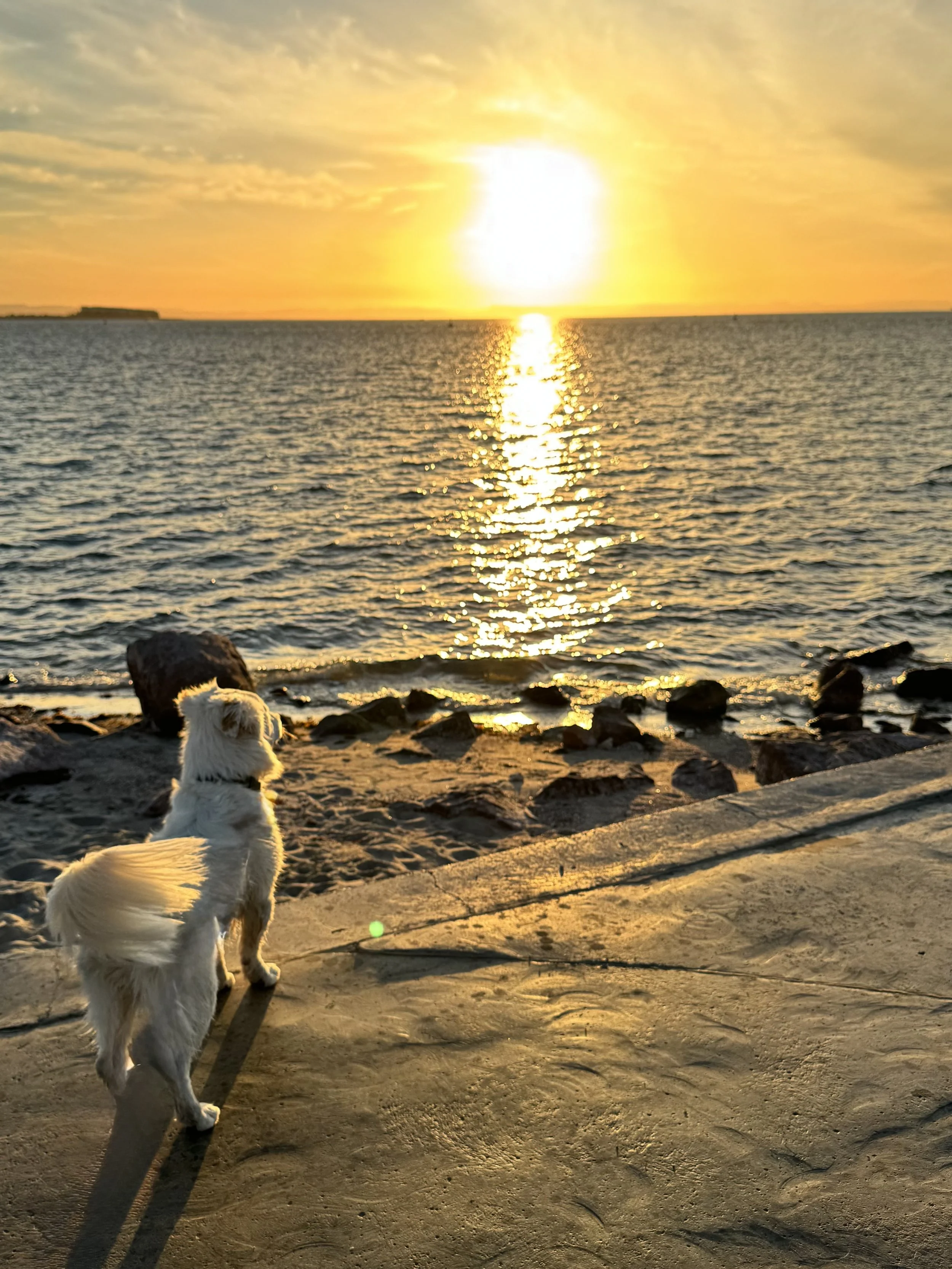 "Sunset over Lake Huron with Cheryl's rescue dog Banjo, representing hope and new beginnings."
