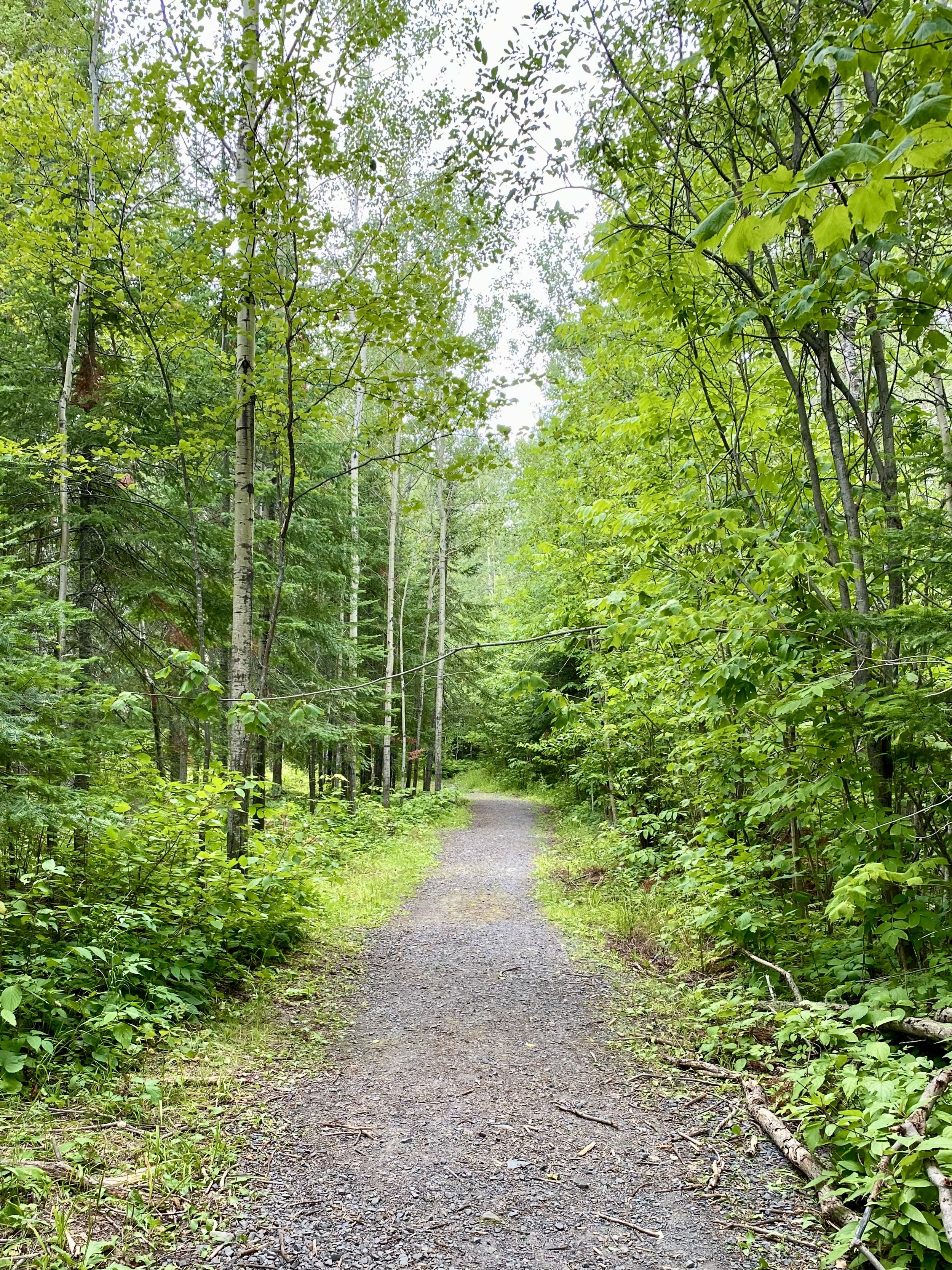 "Forest path through birch trees representing hope, healing, and the recovery journey."