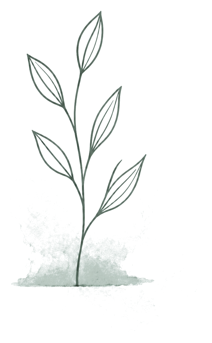 A simple line drawing of a plant with elongated leaves, some shaded in light green or gray, and a small root system at the bottom.