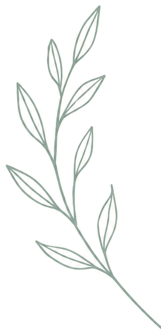 A sketch of a plant with a thin stem and elongated leaves.